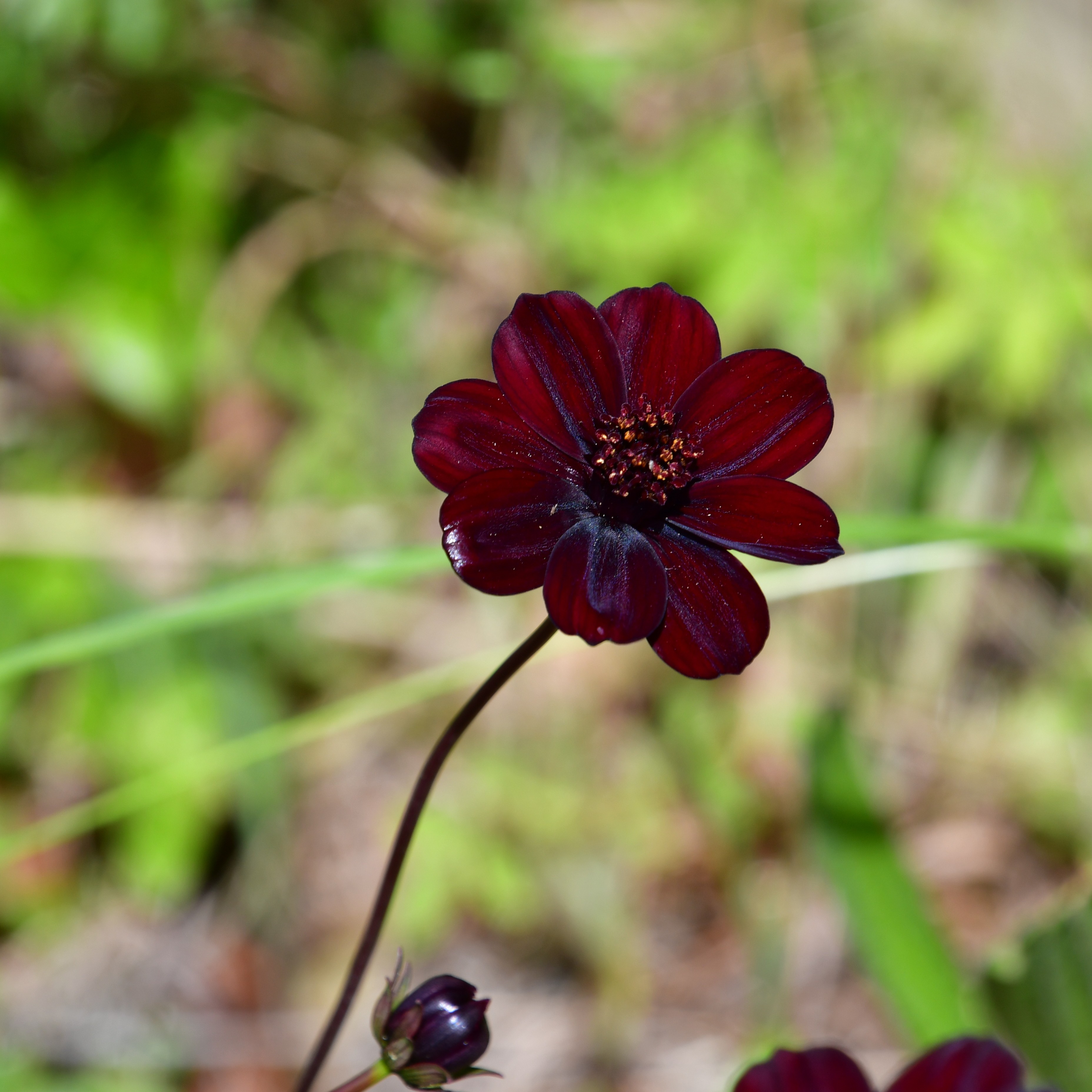 Cosmos atrosanguineus 'Chocamocha' 1L