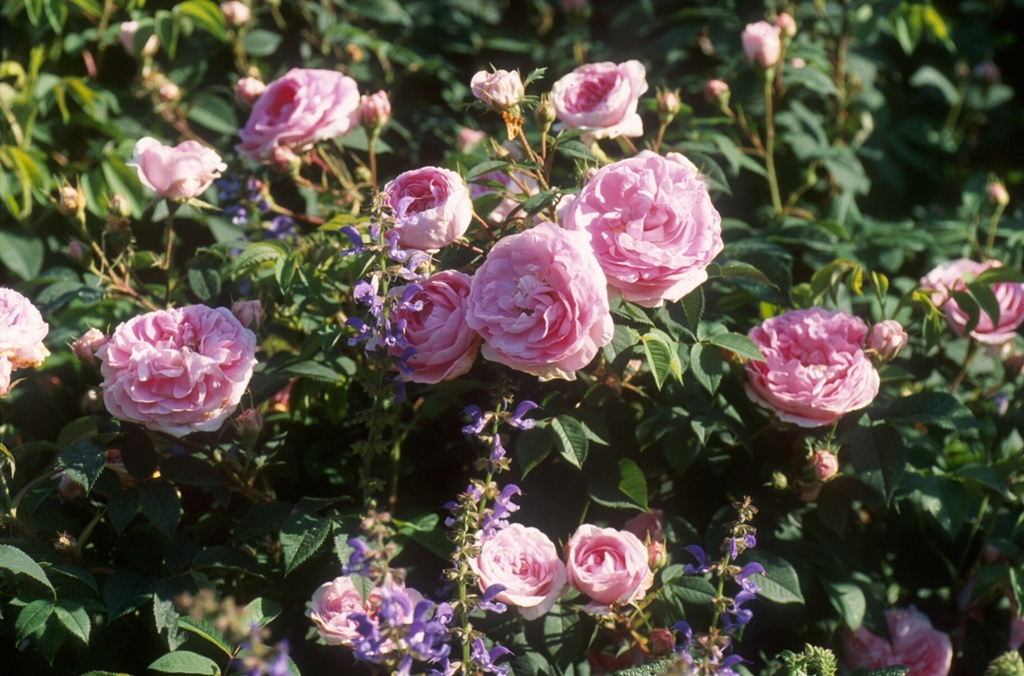 Königin von Dänemark