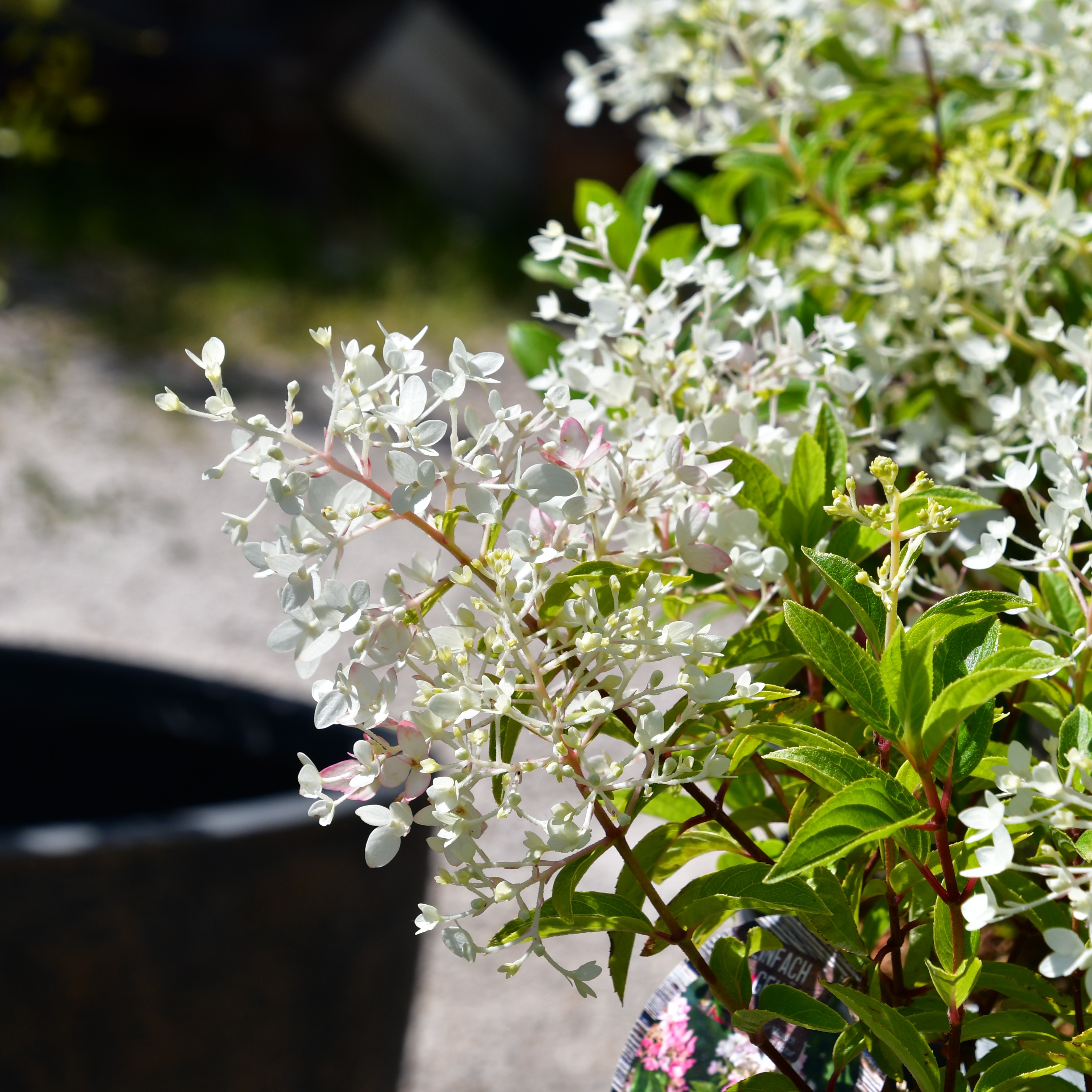 Hydrangea paniculata Groundbreaker Blush