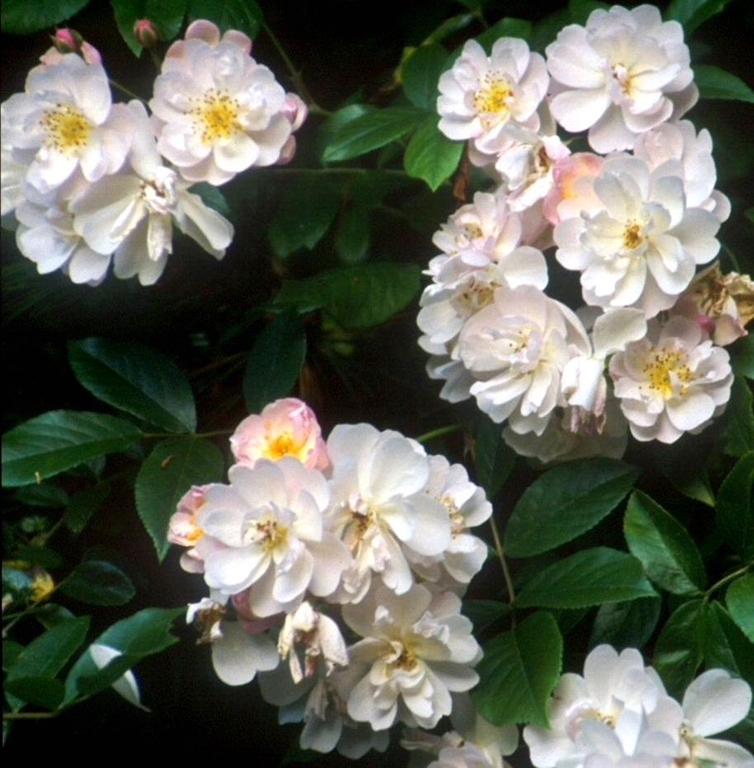 Brenda Colvin