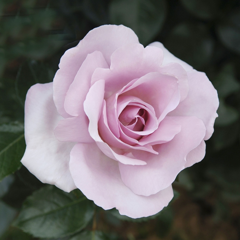 Synactif (La Rose de Petit Prince)