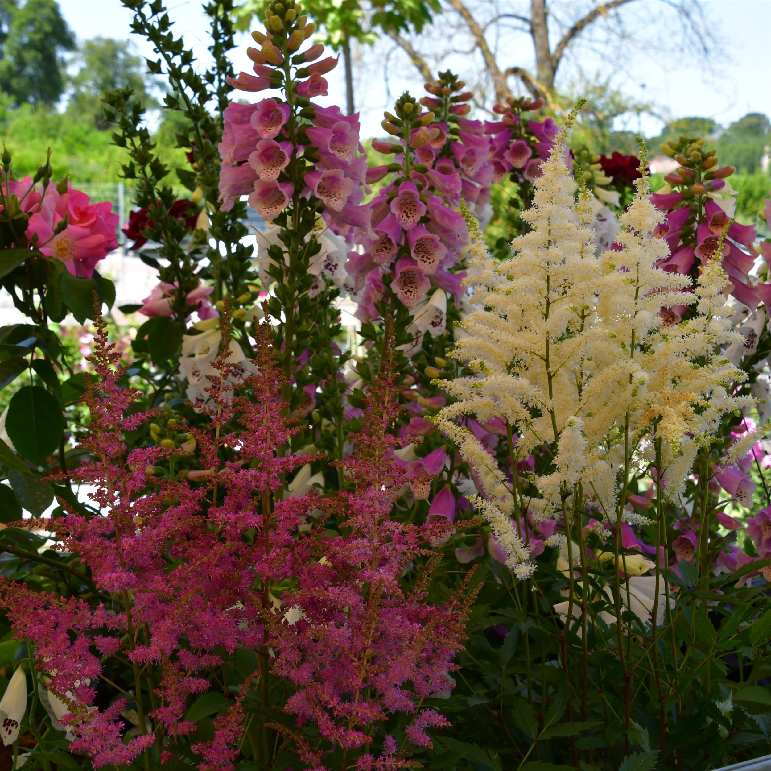 Astilbe x cult. 'Younique White' 3L