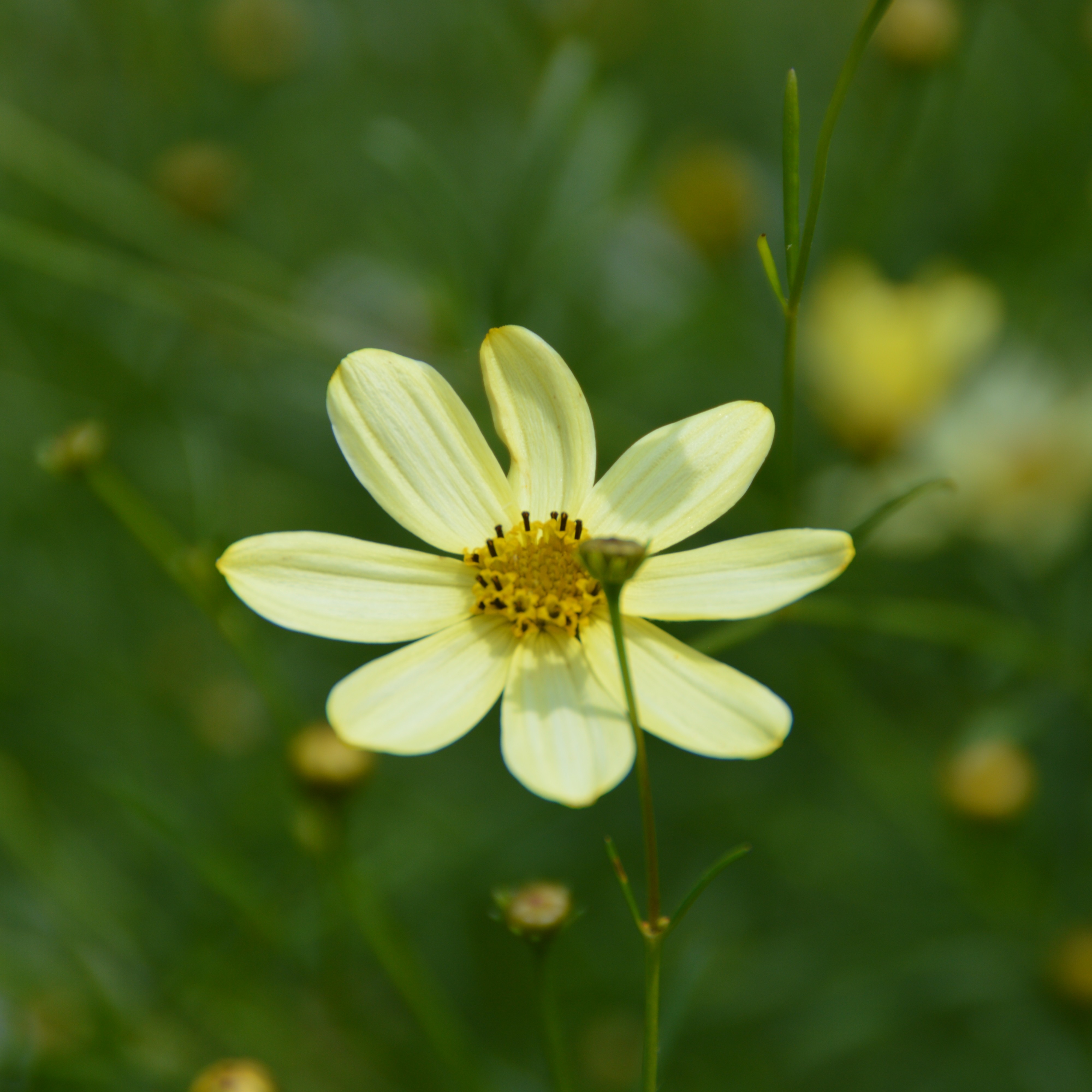 Coreopsis verticillata ´Moonbeam` 1L