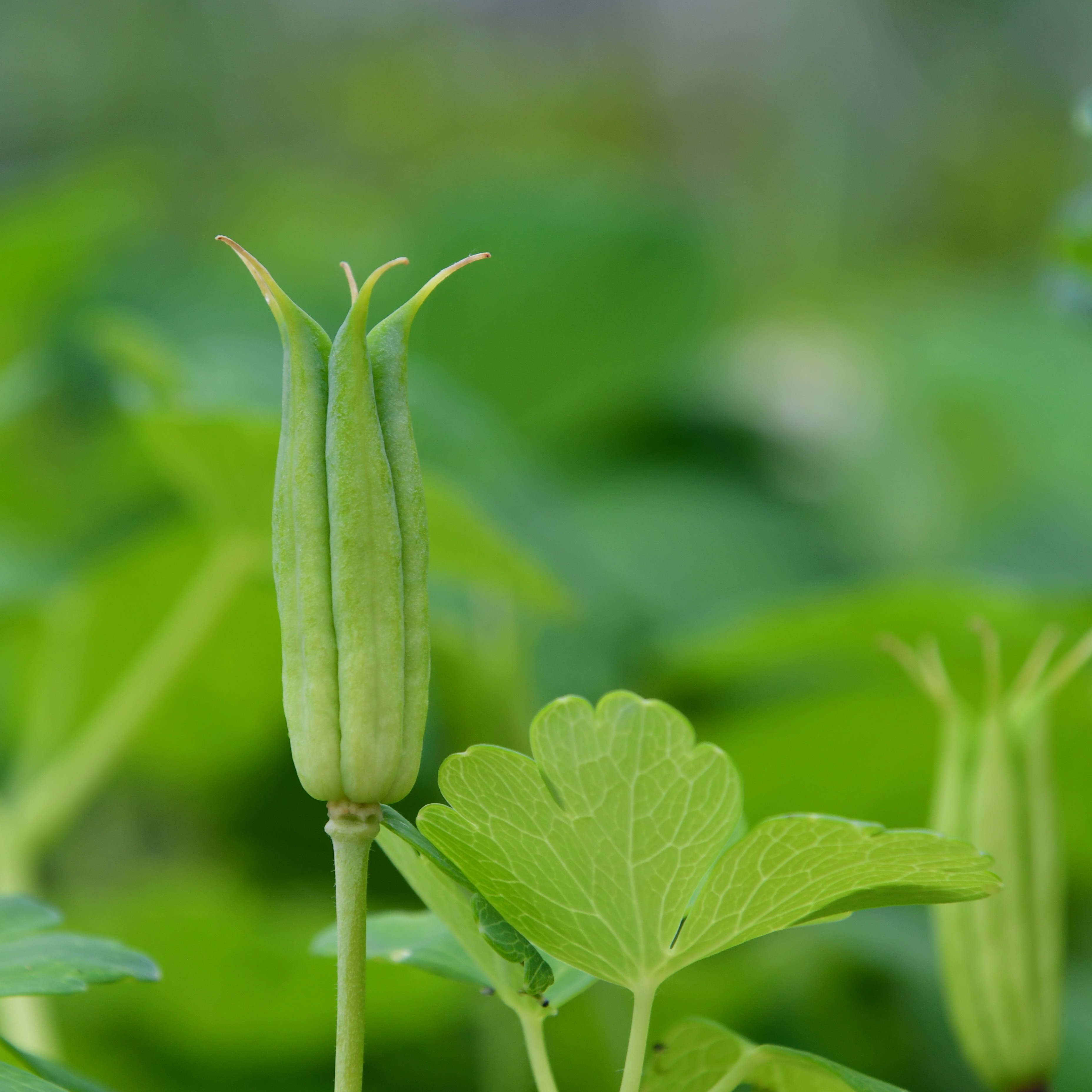 Aquilegia flabellata var.pumila alba 1L