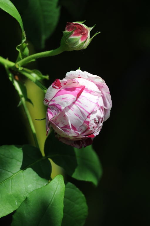 Variegata di Bologna