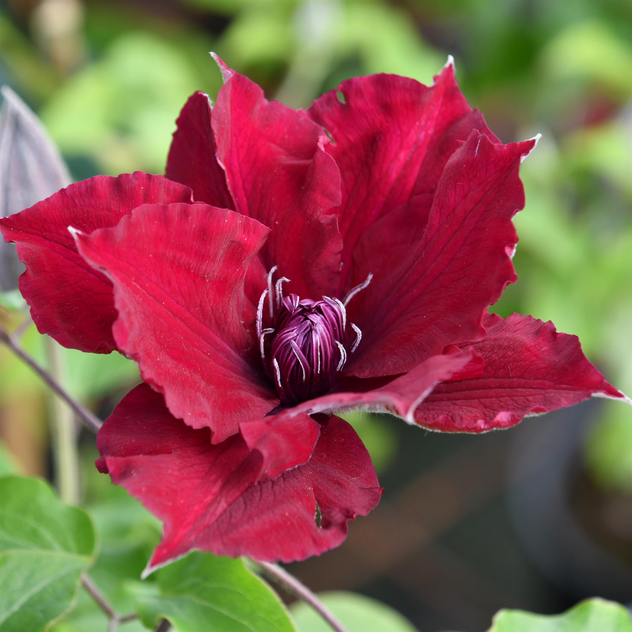 Clematis hyb. ´Nubia Evipo079`