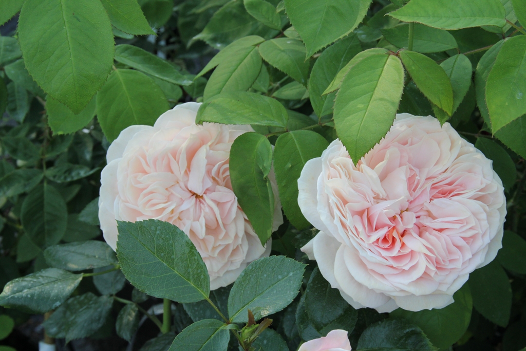 Garden of Roses/Joie de vivre