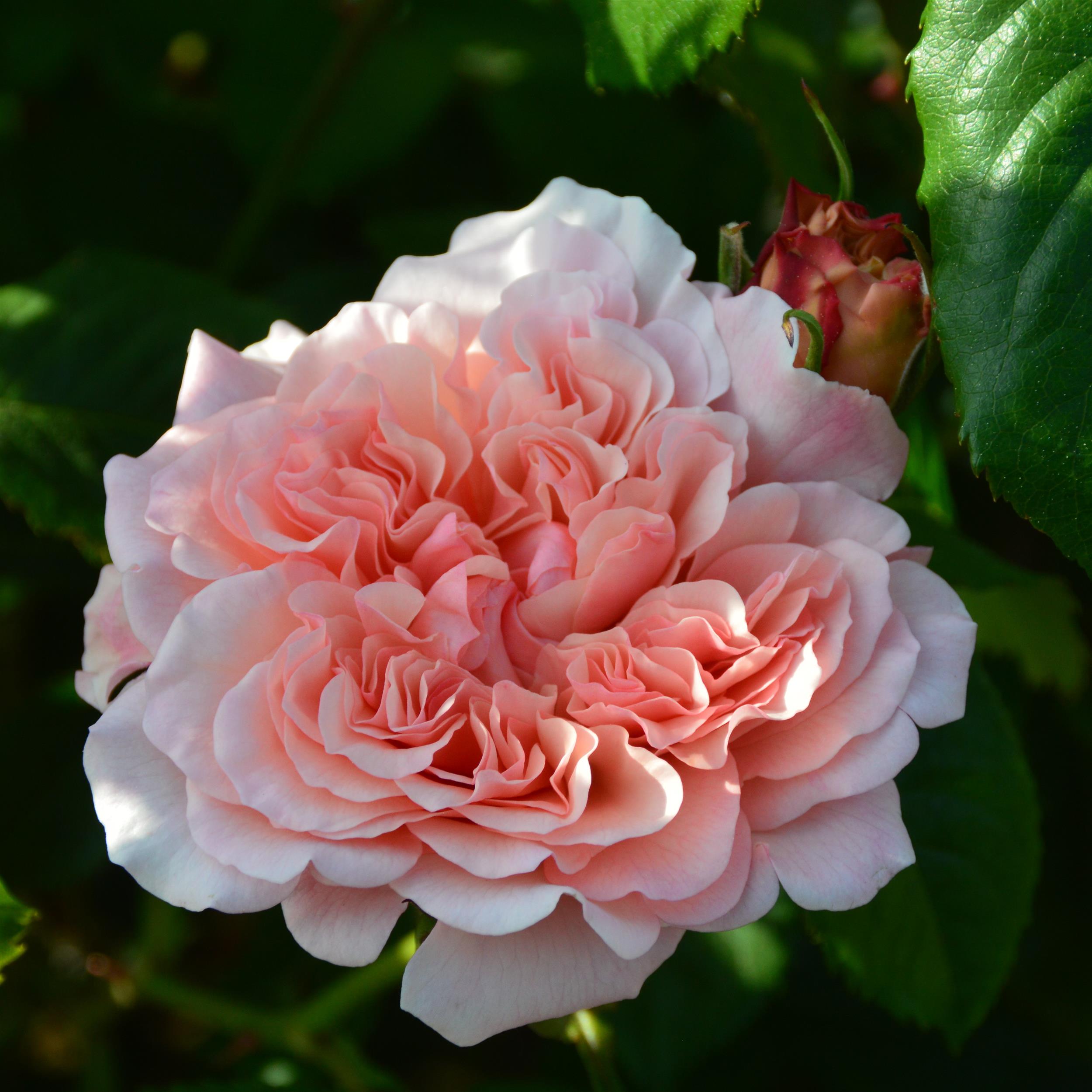 Rose de Tolbiac