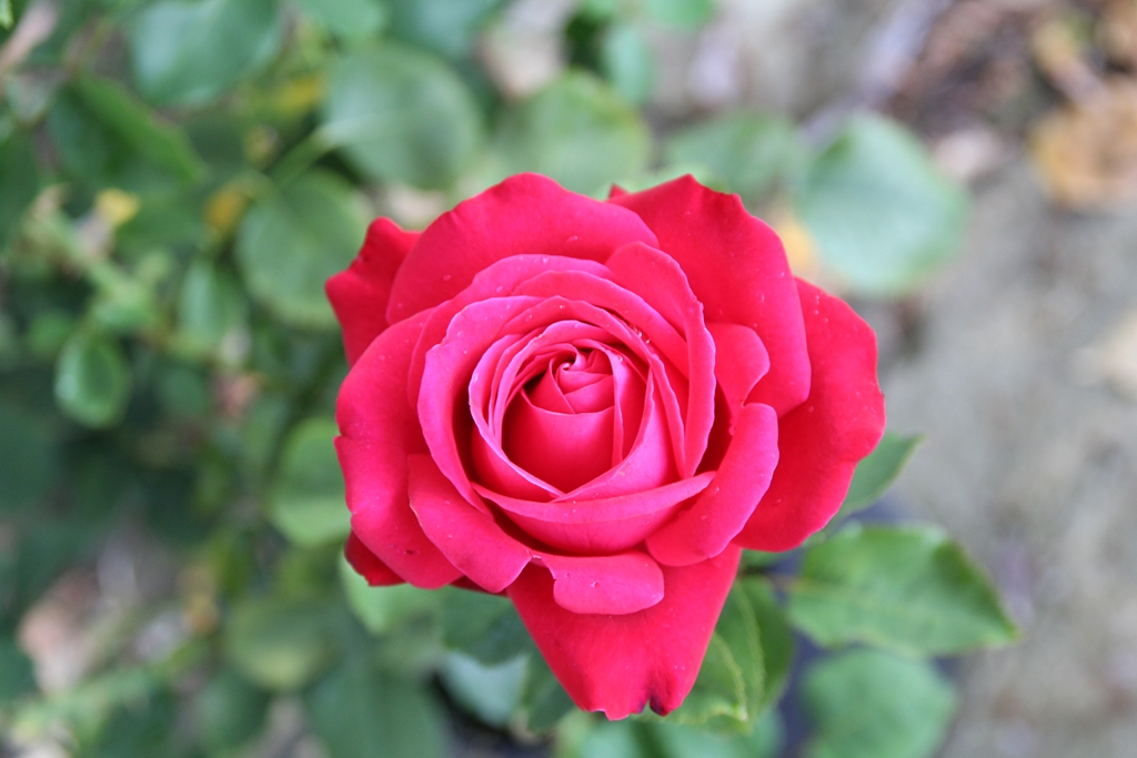 Dame de Coeur - Stammrose 110 cm