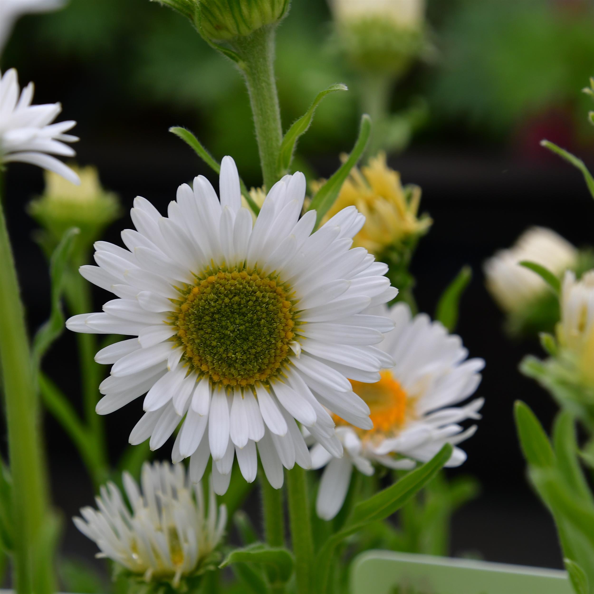 Aster alpinus 'Albus' P1