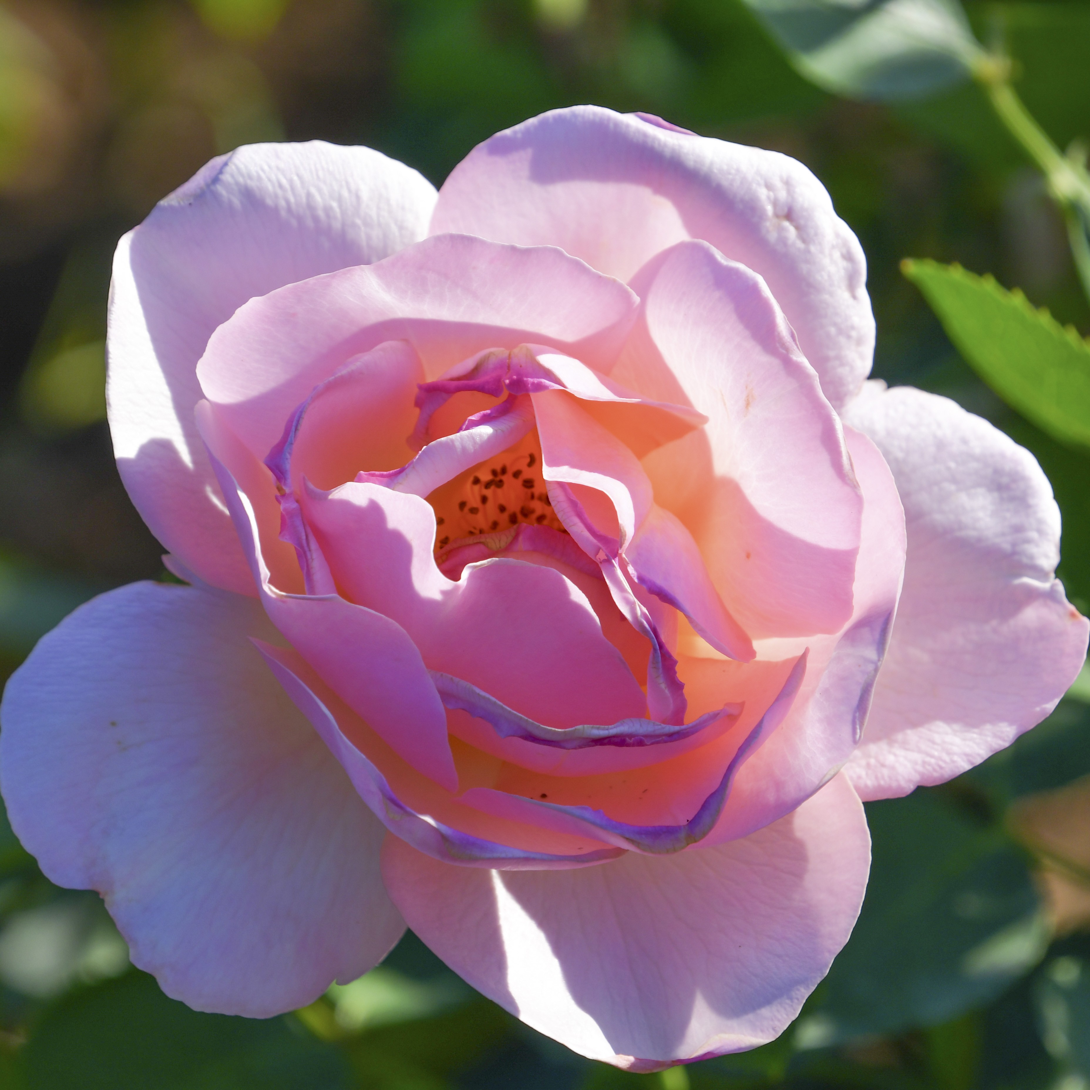 Ella's Rose
