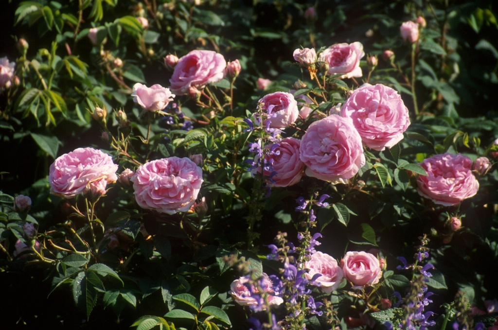 Königin von Dänemark