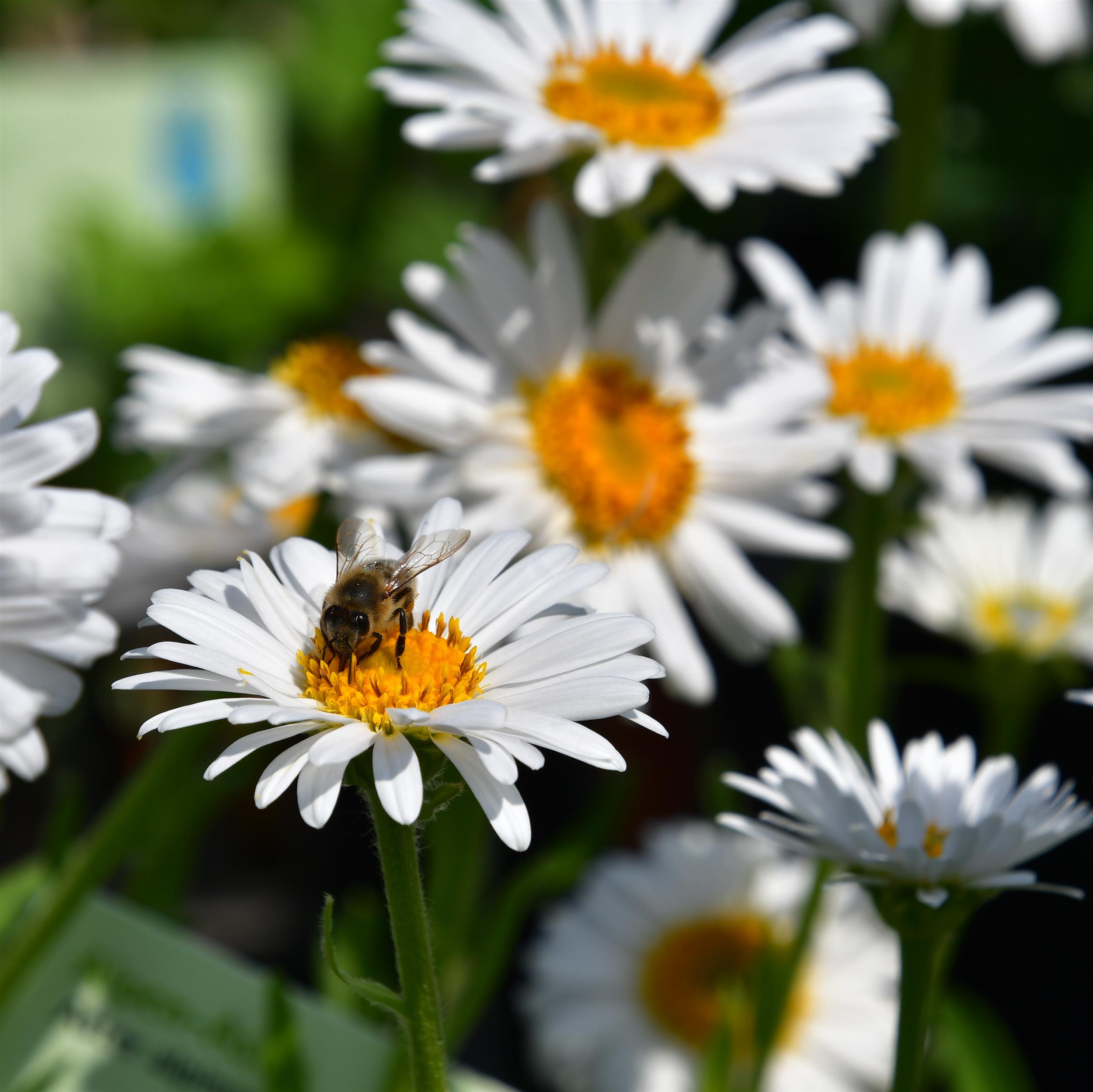 Aster alpinus 'Albus' P1