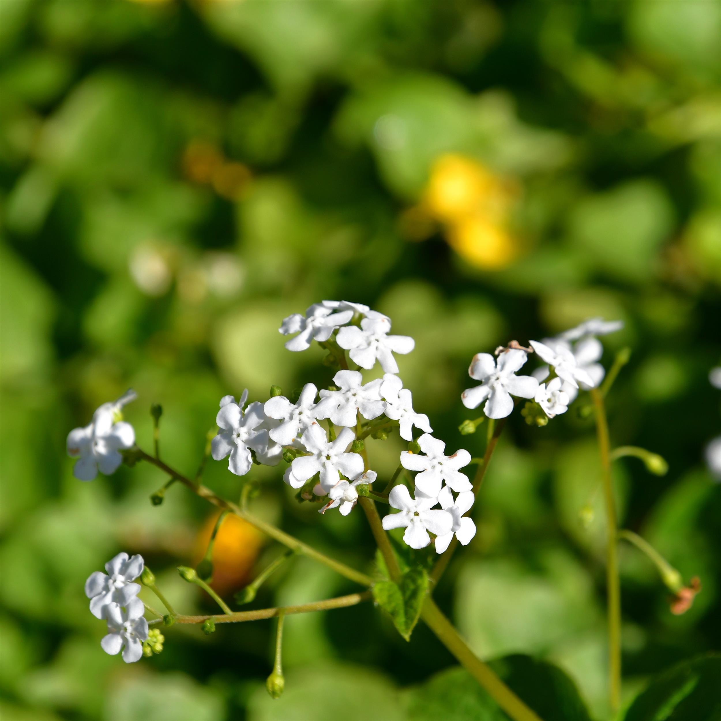 Brunnera macrophylla 'Betty Bowring'