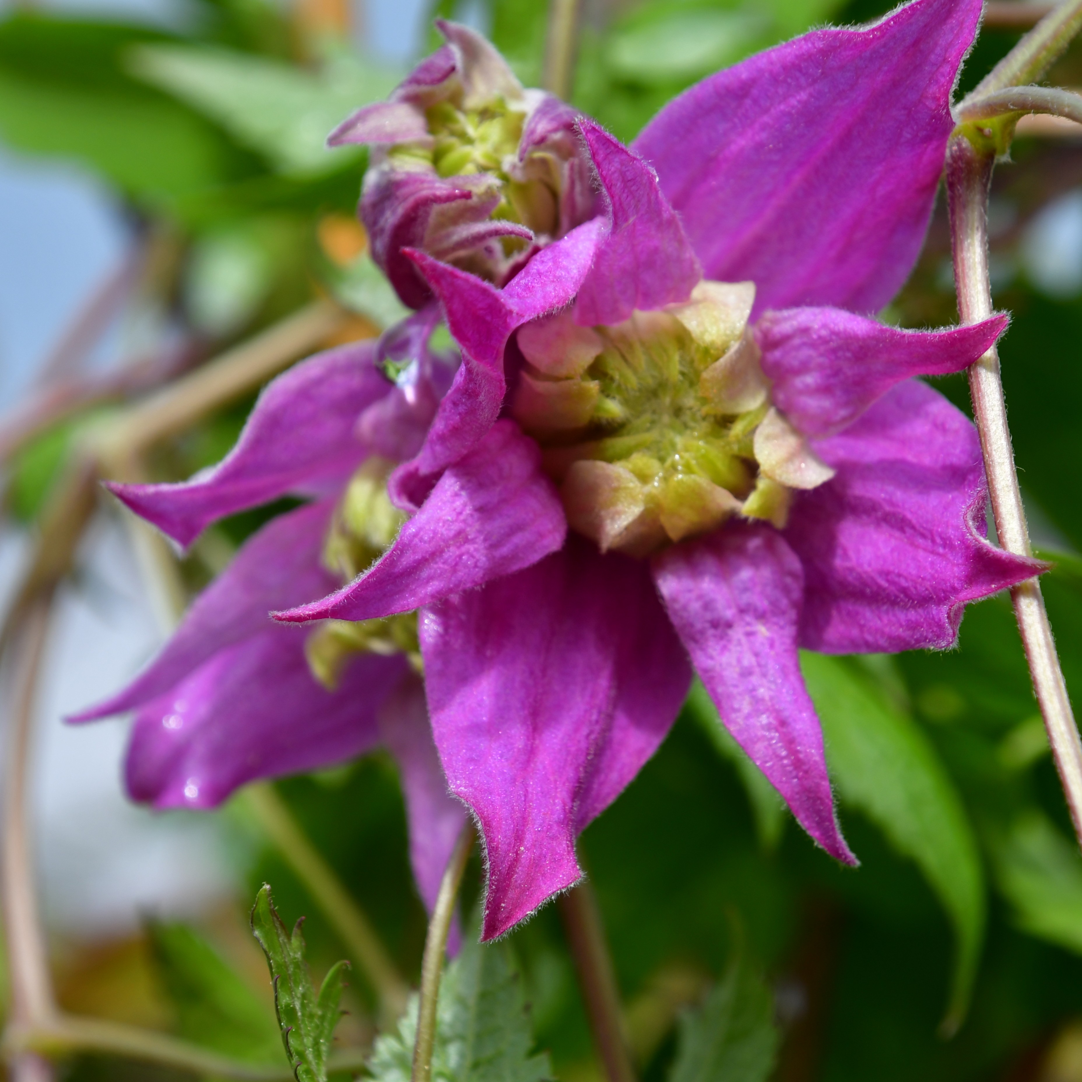 Clematis alp. koreana Jette