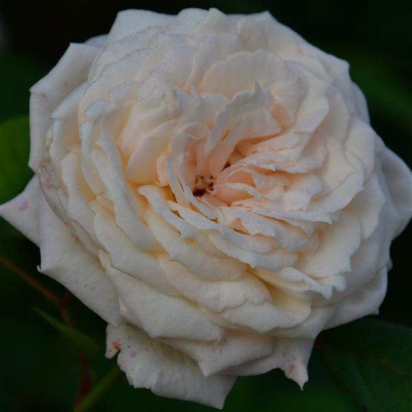 Royal Victoria