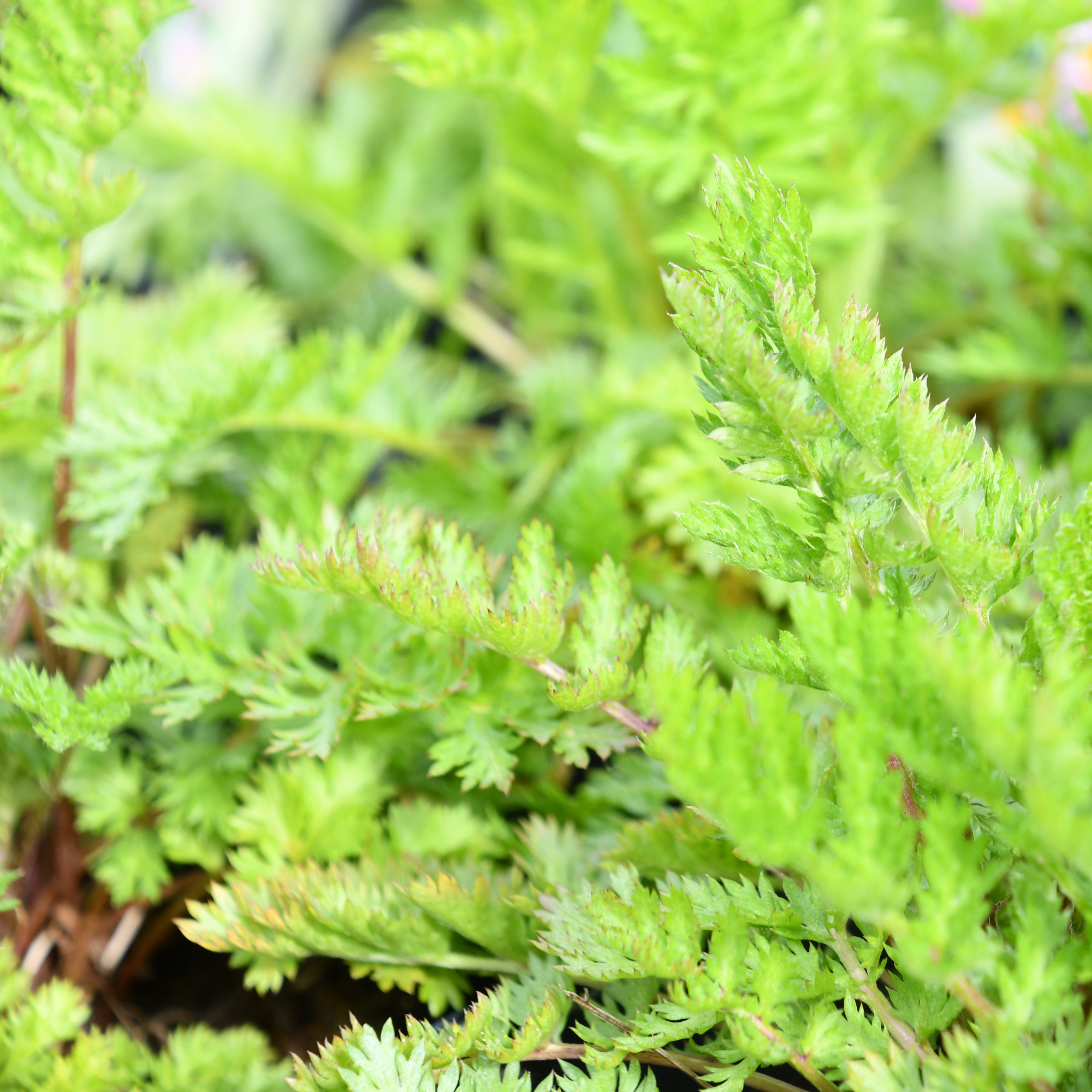 Tanacetum coccineum 'Robinsons Rosa' 1L
