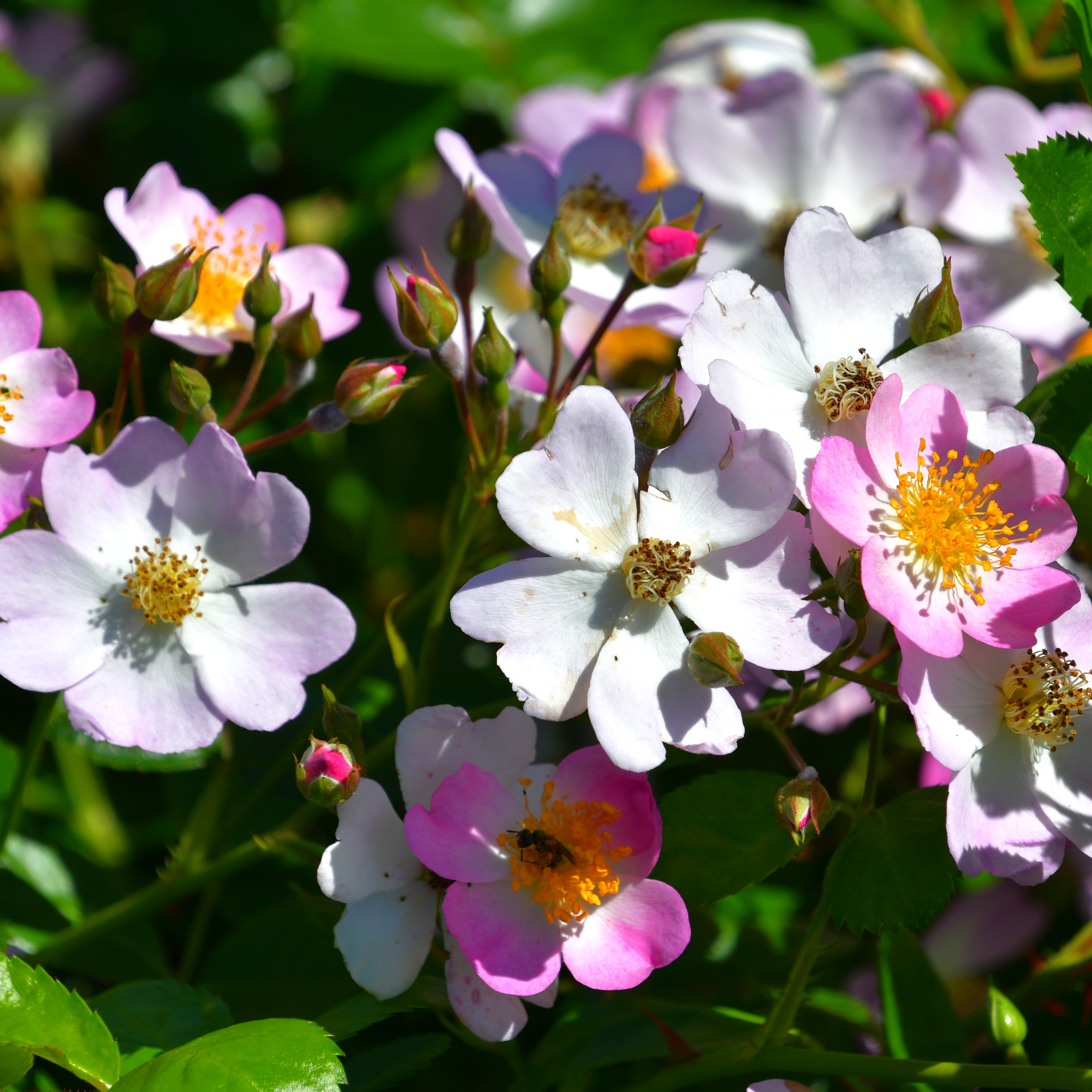 Rosa Sternenflor