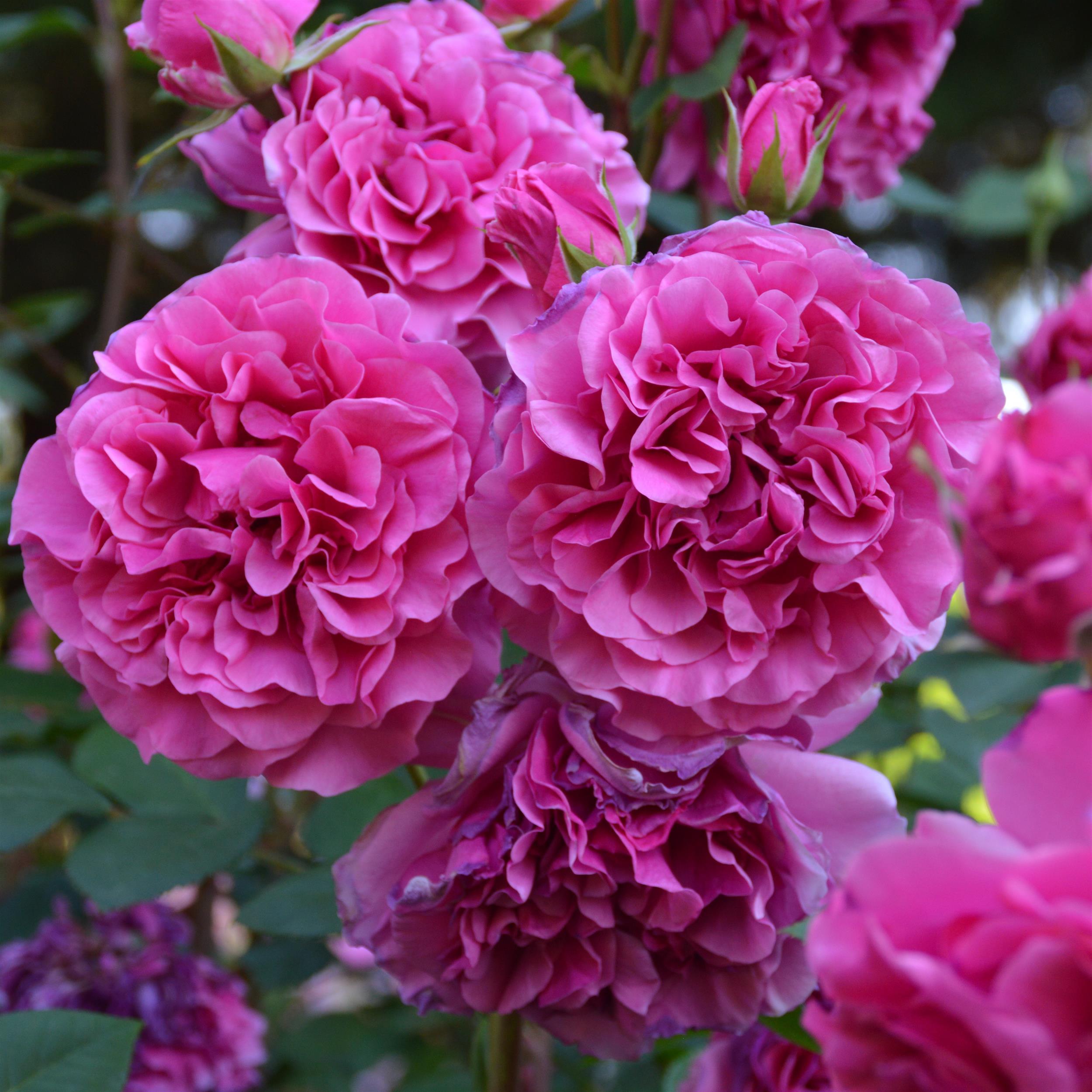 Vienna Waltz
