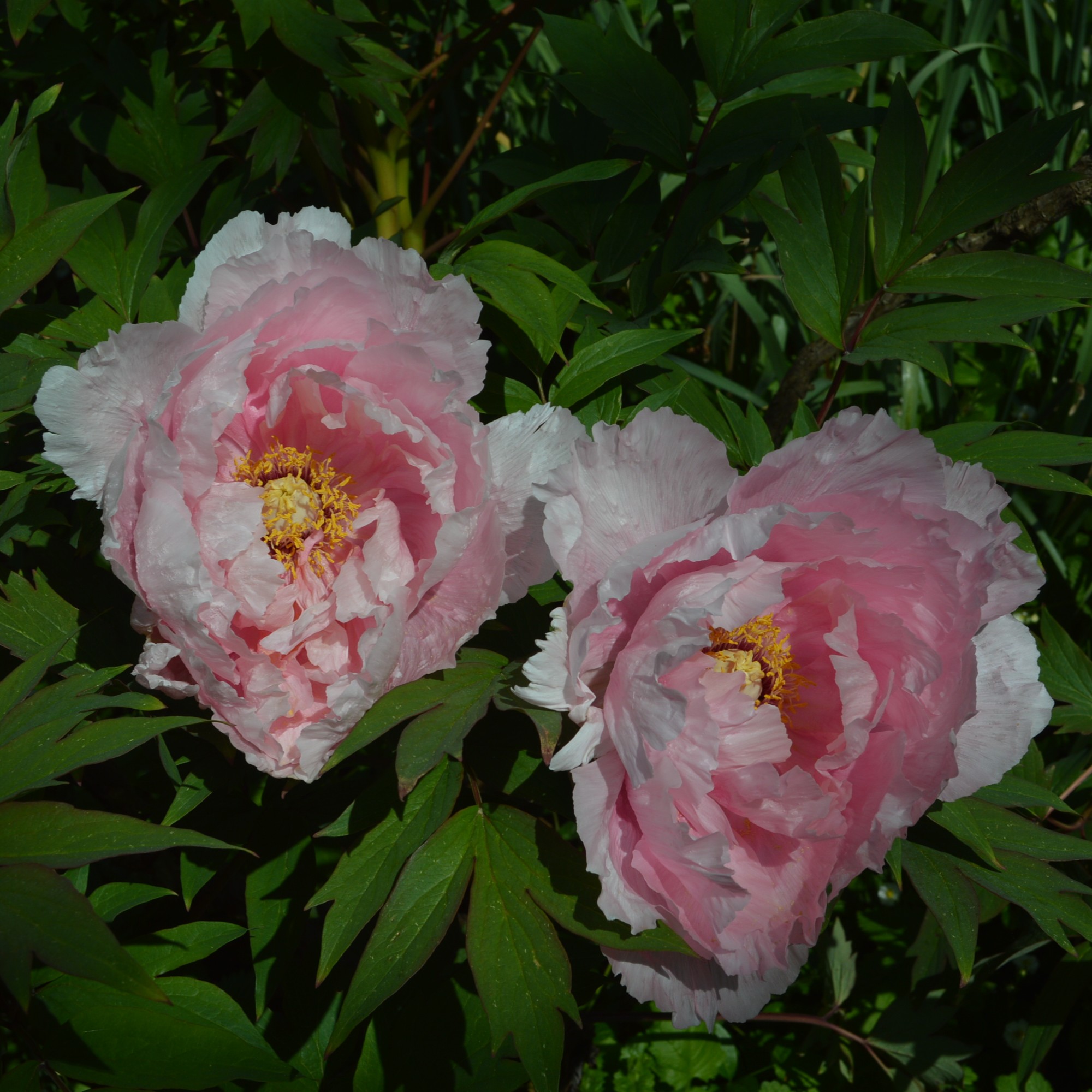 Paeonia suffruticosa Rou Fu Rong