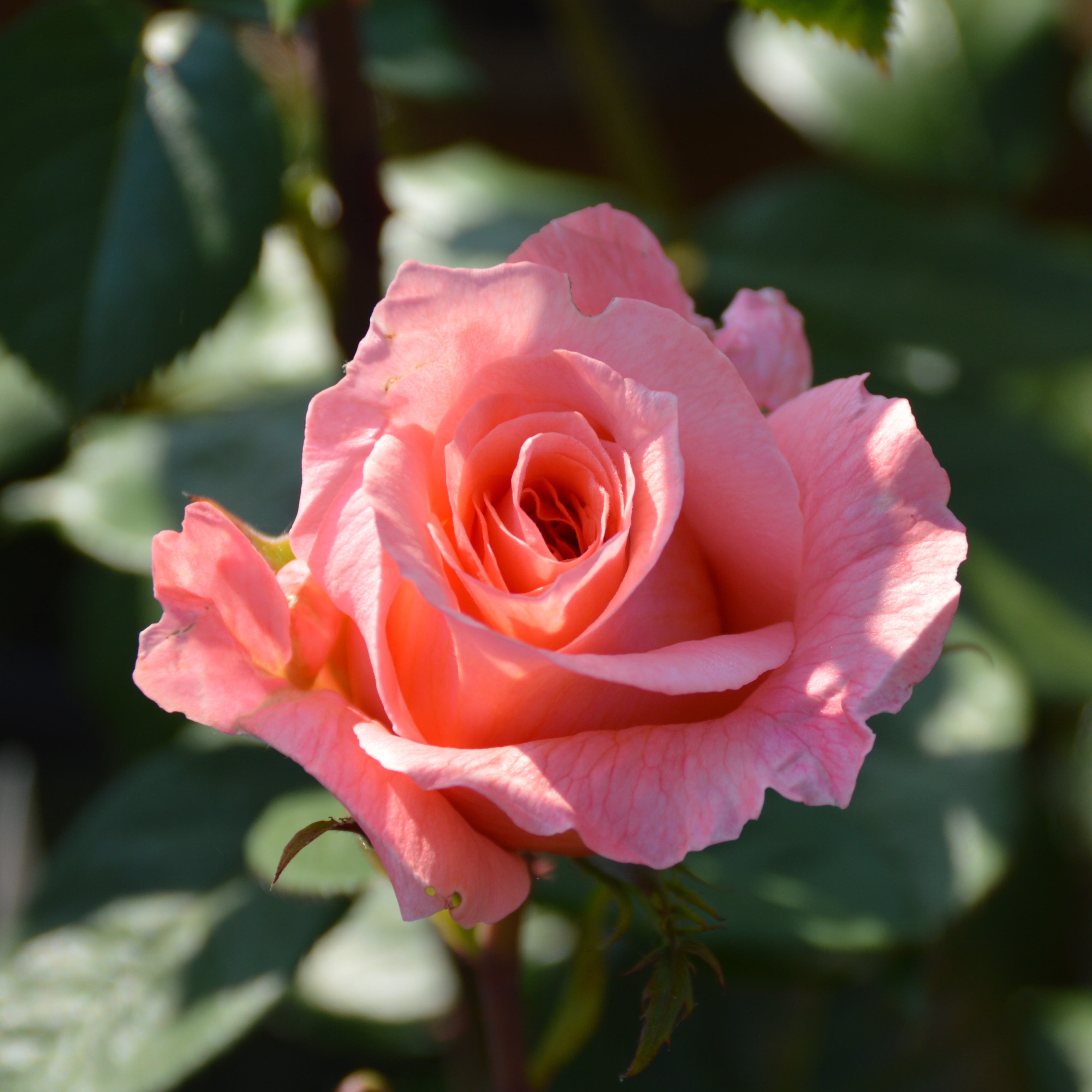 Amour de Molene