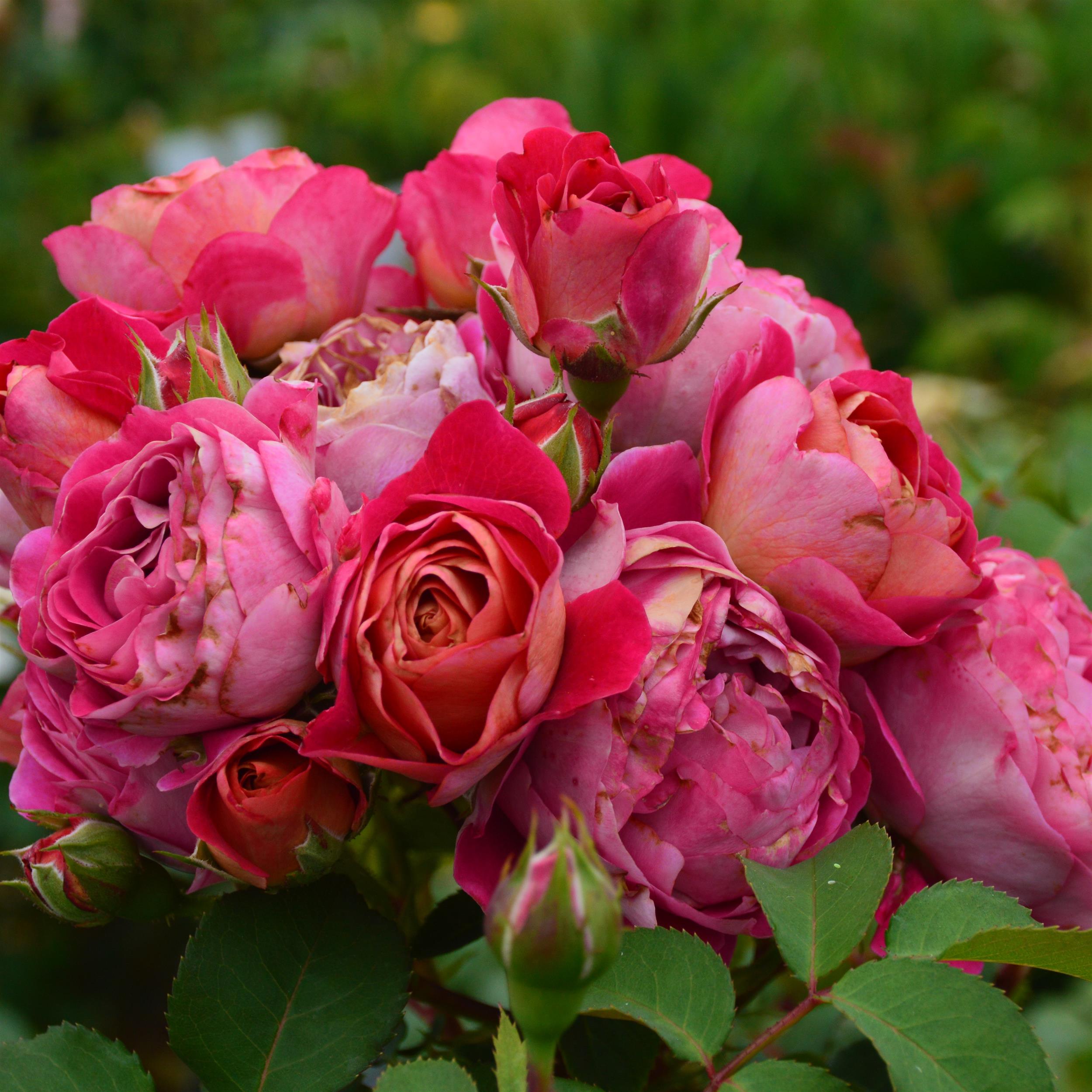 Centenaire de l`Hay-les-Roses