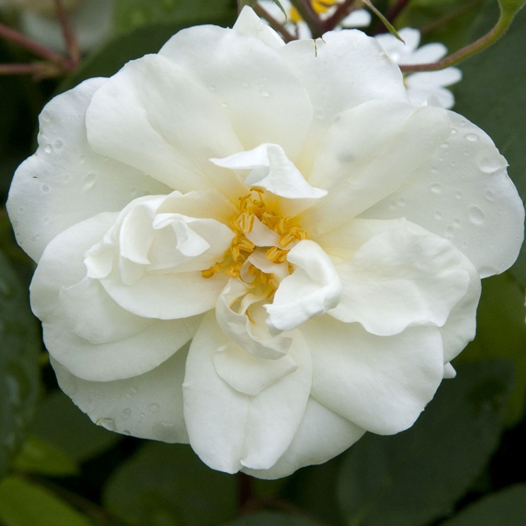 The Lady Scarman - Stammrose 110 cm