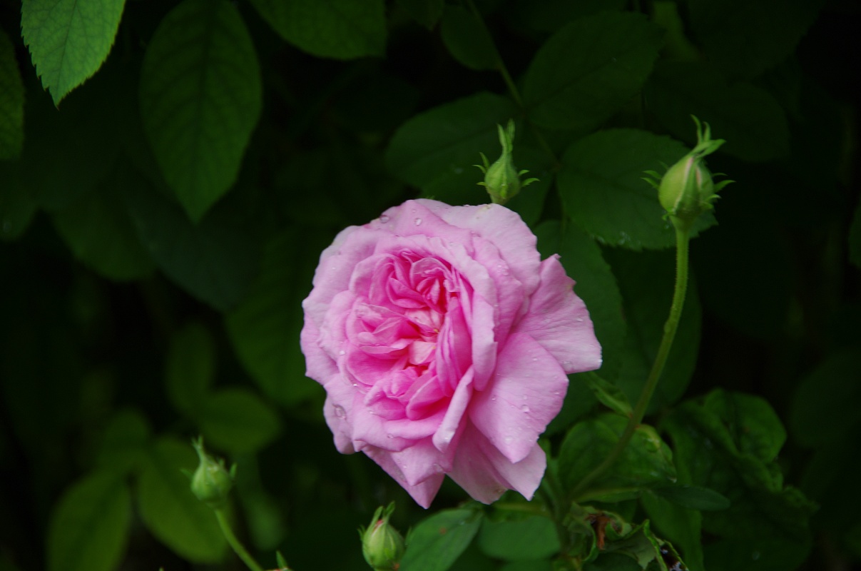 Ispahan / Pompon des Princes