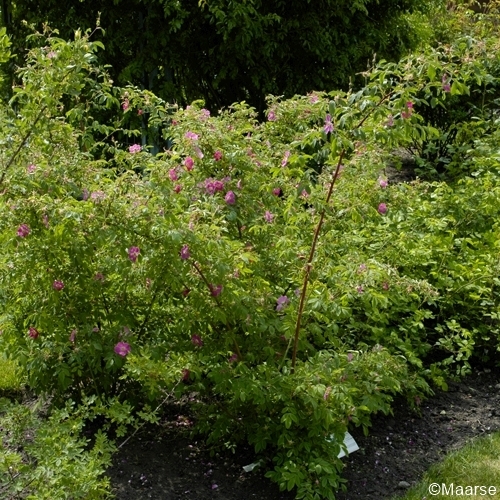 Rosa pendulina (Alpenrose)
