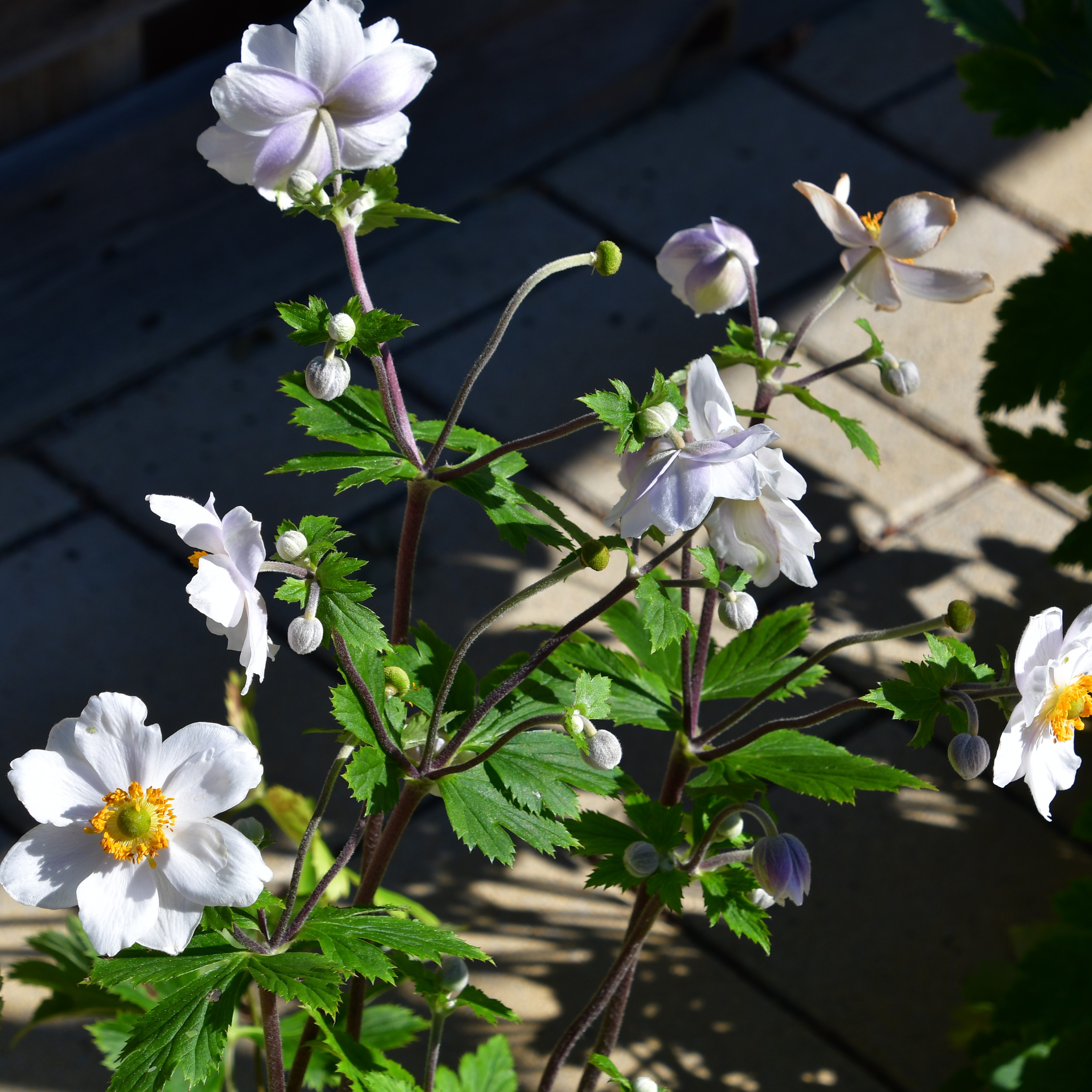 Anemone x hybrida 'Ruffled Swan'  2L