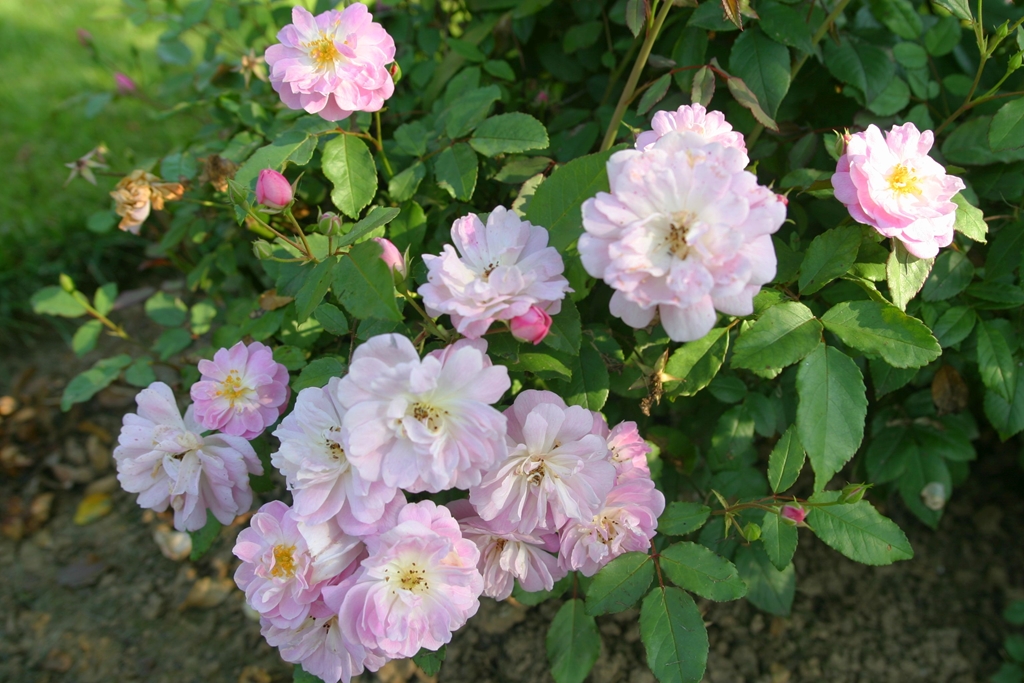 5 x Dainty Pink im Bio-Container