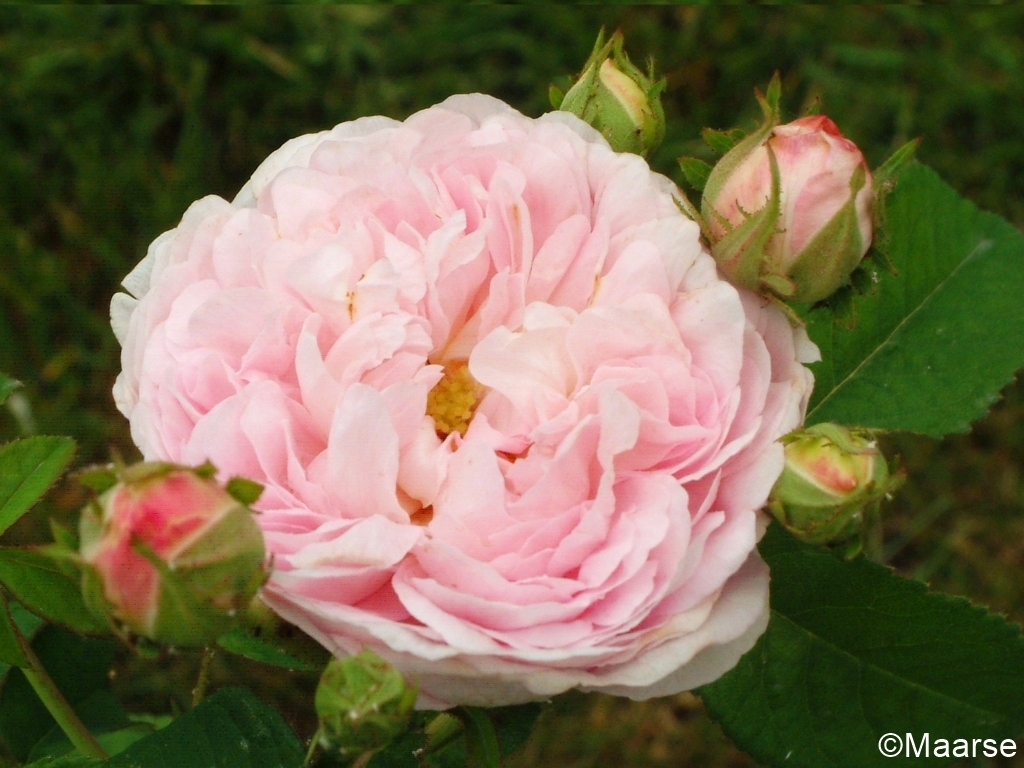 Duchesse de Montebello