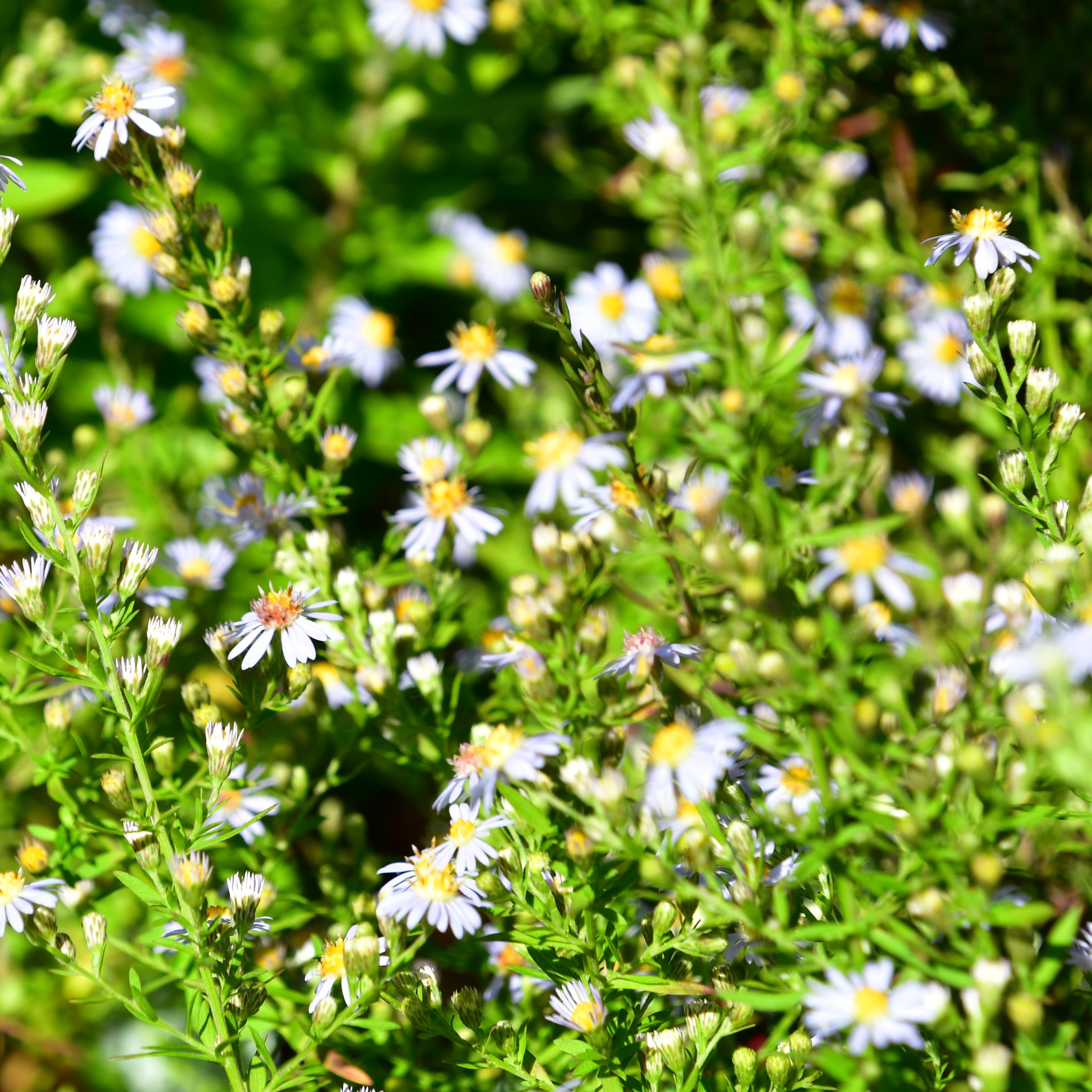 Aster ericoides 'Erlkönig' 1L