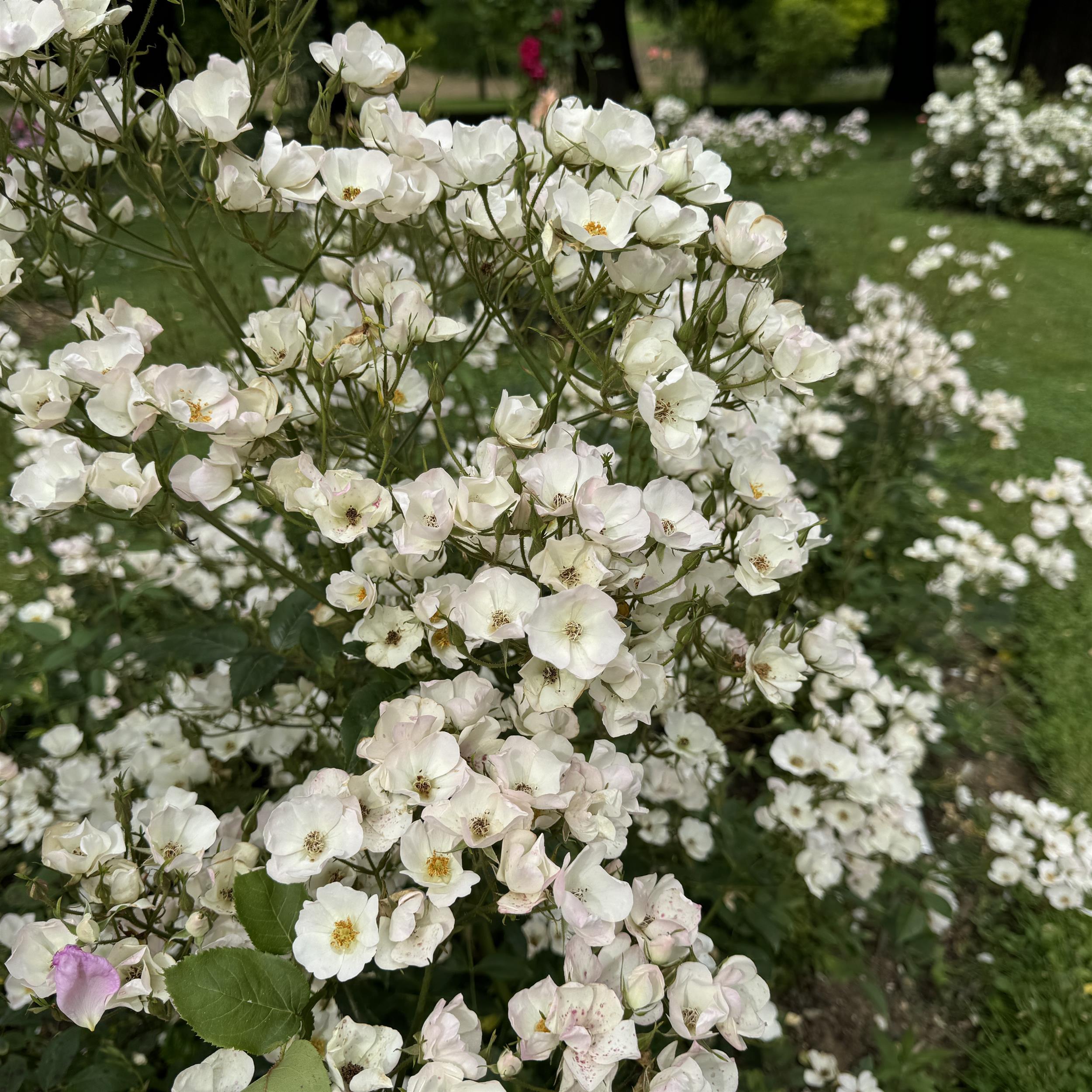 Lucy´s Rose