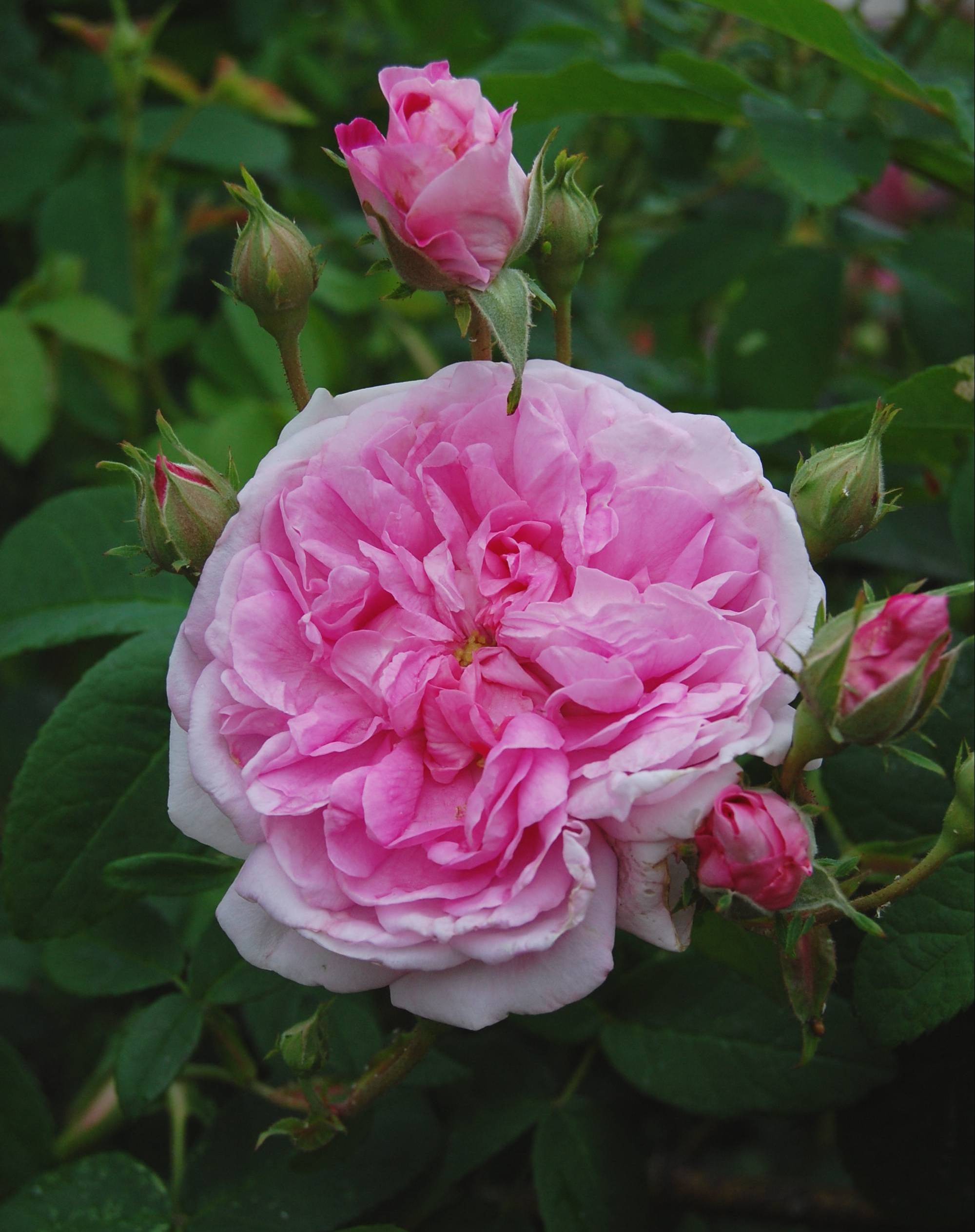 Ispahan / Pompon des Princes