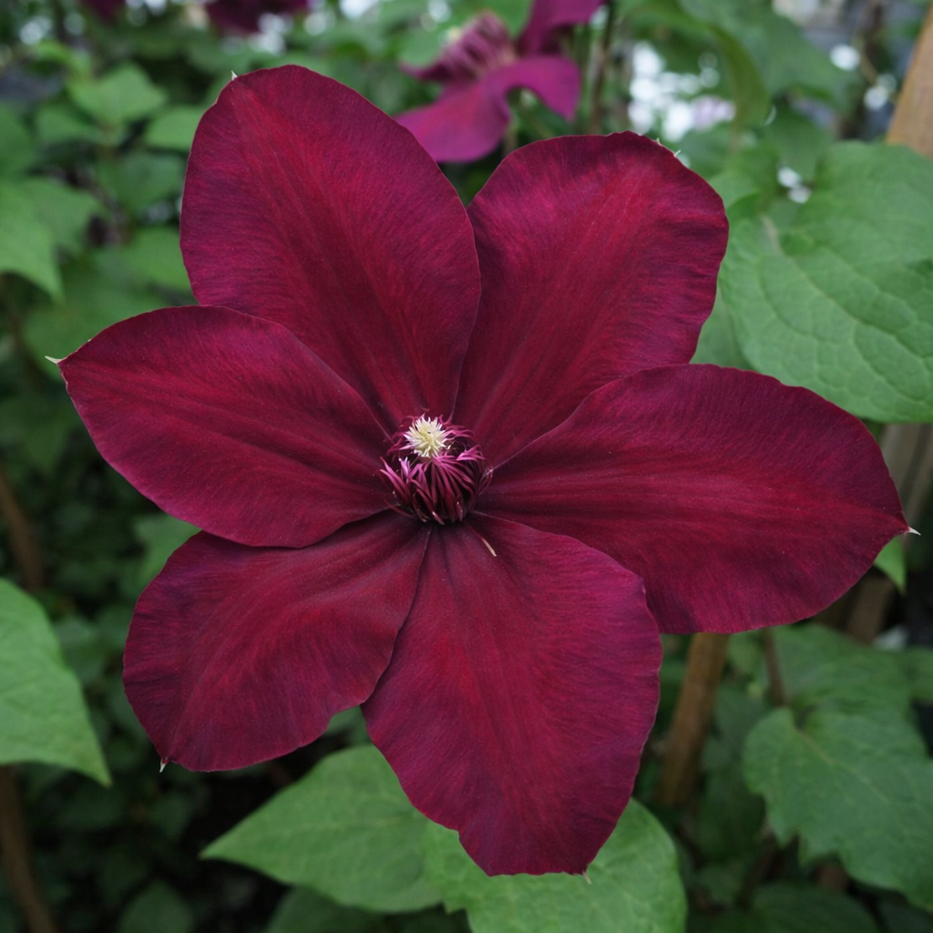 Clematis hyb. Westerplatte