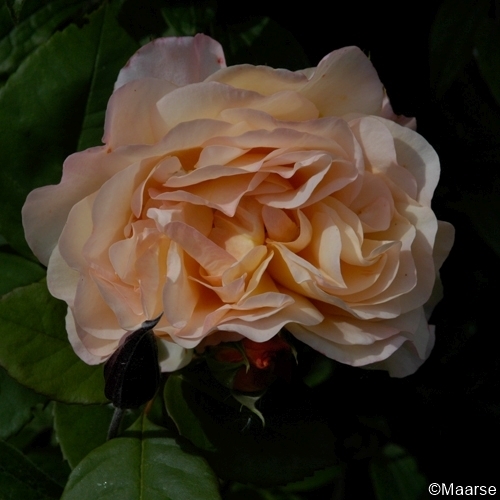 Lady of Shalott