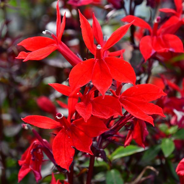 Lobelia x speciosa Fan-Serie 3L