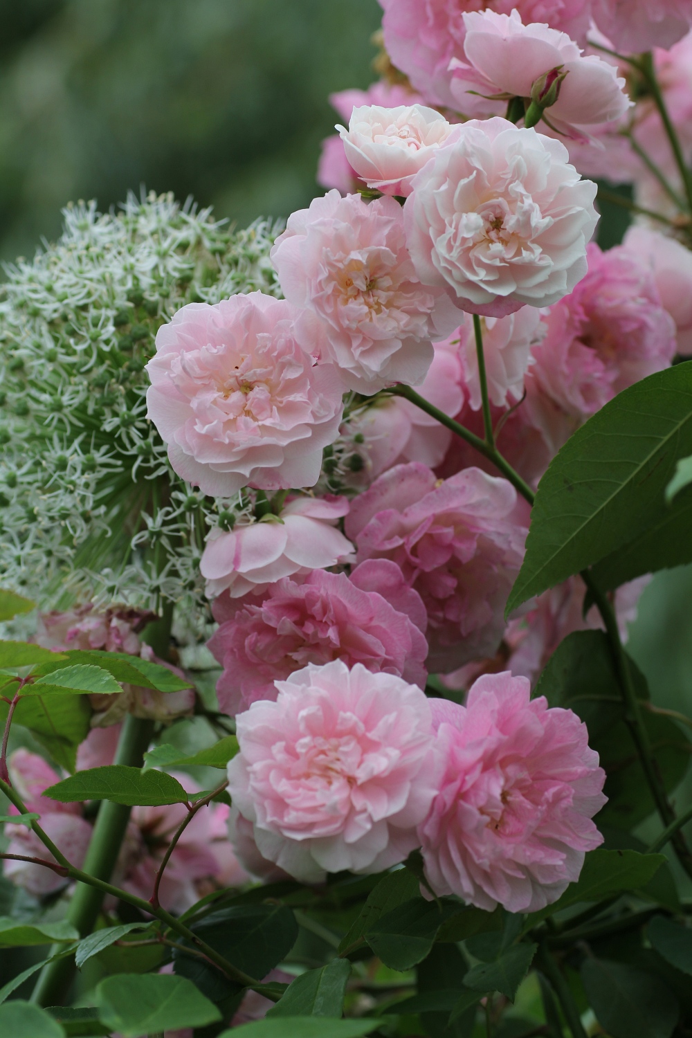 Scarman´s Himalayan Musk