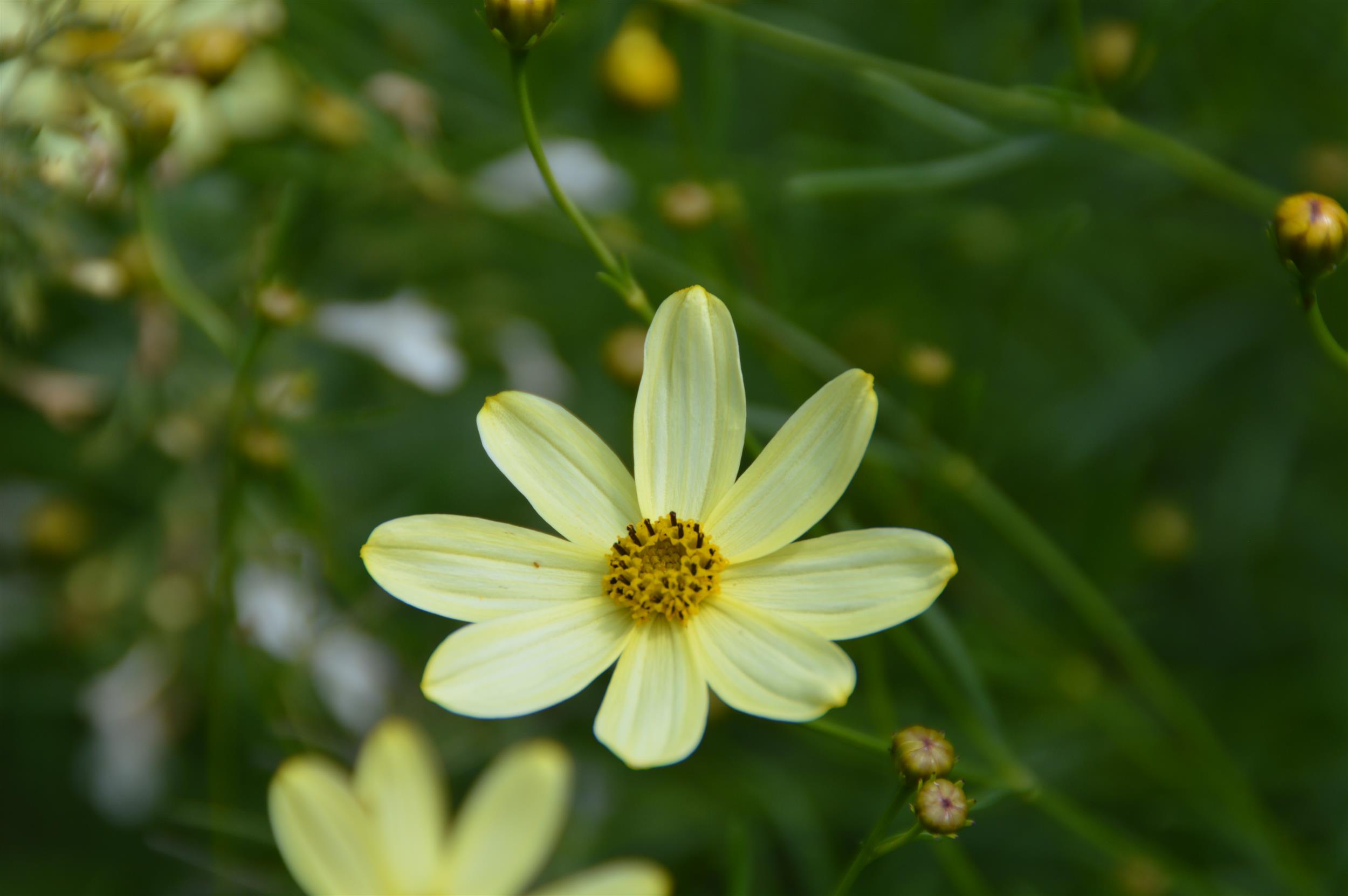 Coreopsis verticillata ´Moonbeam` 1L