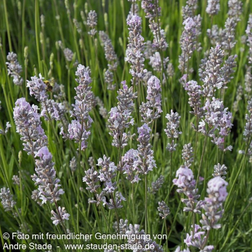 Lavandula angustifolia 'Miss Katherine'  2L