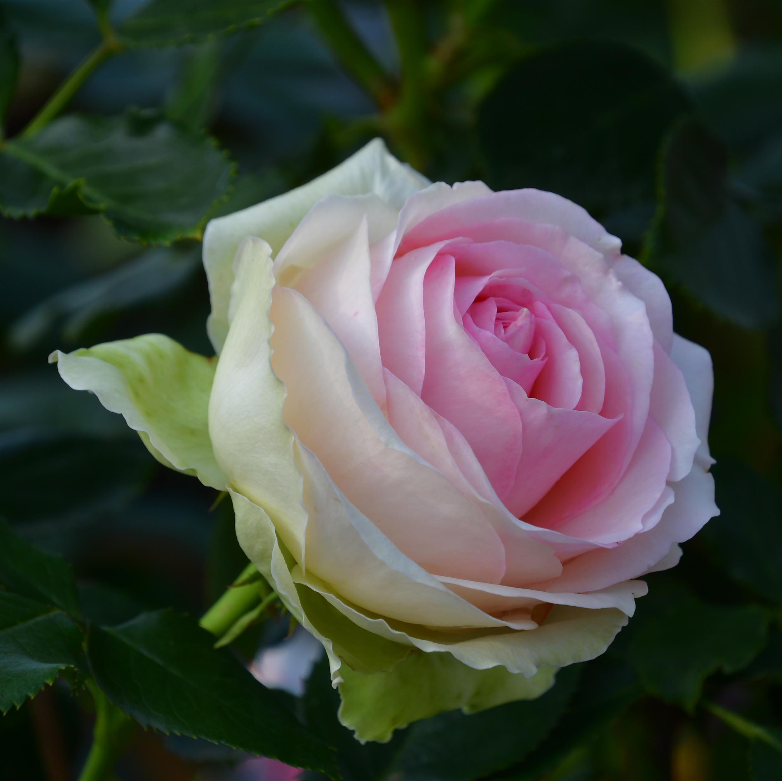 Eden Rose 85/ Pierre de Rosard - Stammrose 90 cm