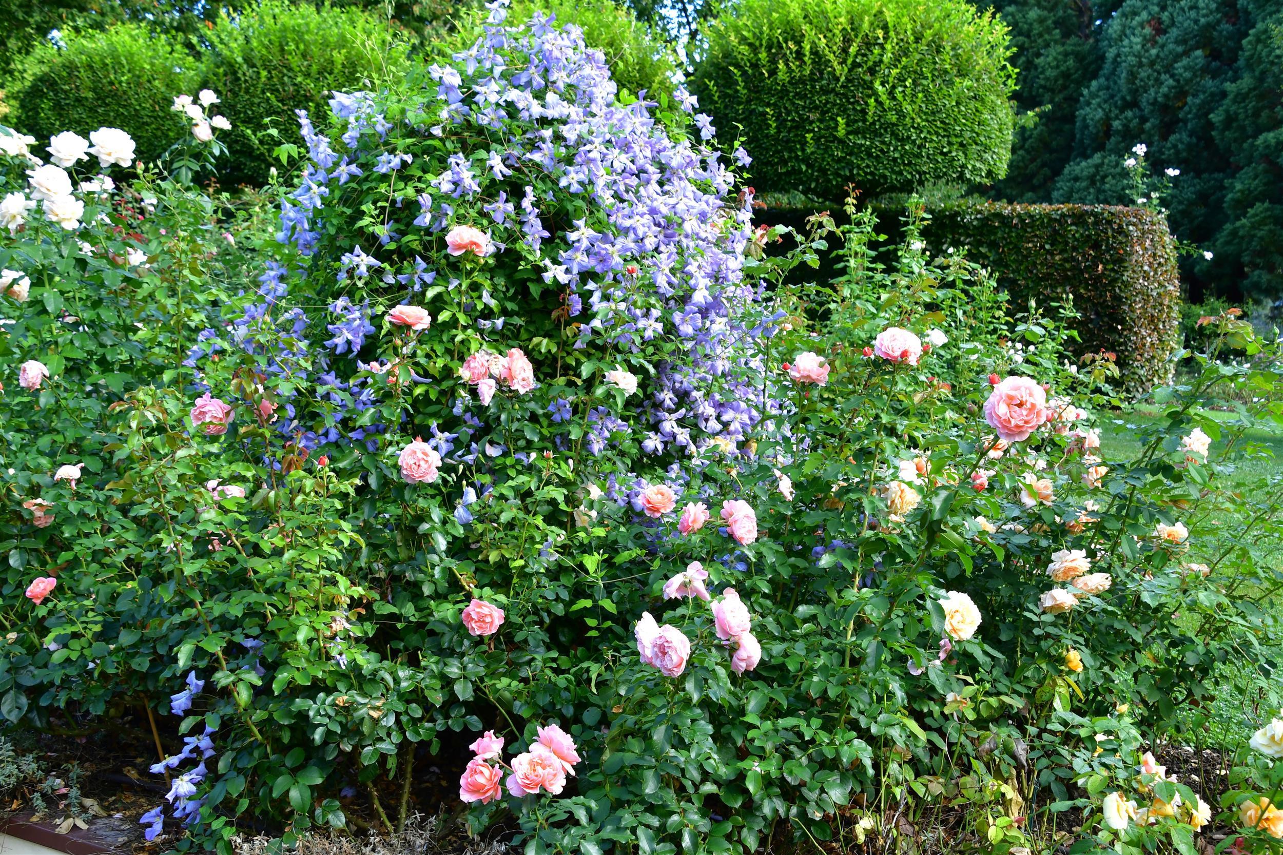 Clematis vitic. Blue Angel C2