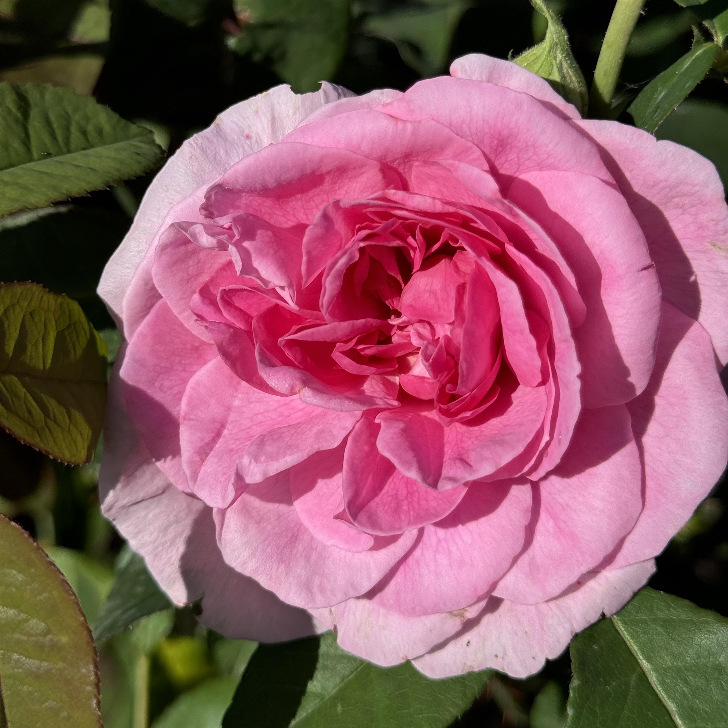 Gertrude Jekyll - Stammrose 90 cm