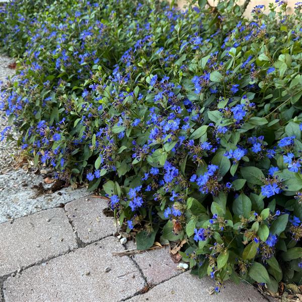 Ceratostigma plumbaginoides 0,5L