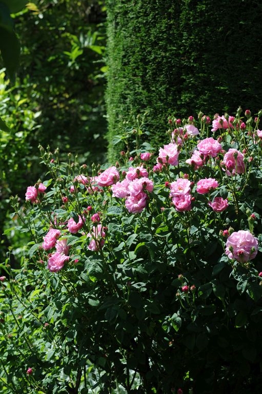 Belle Amour