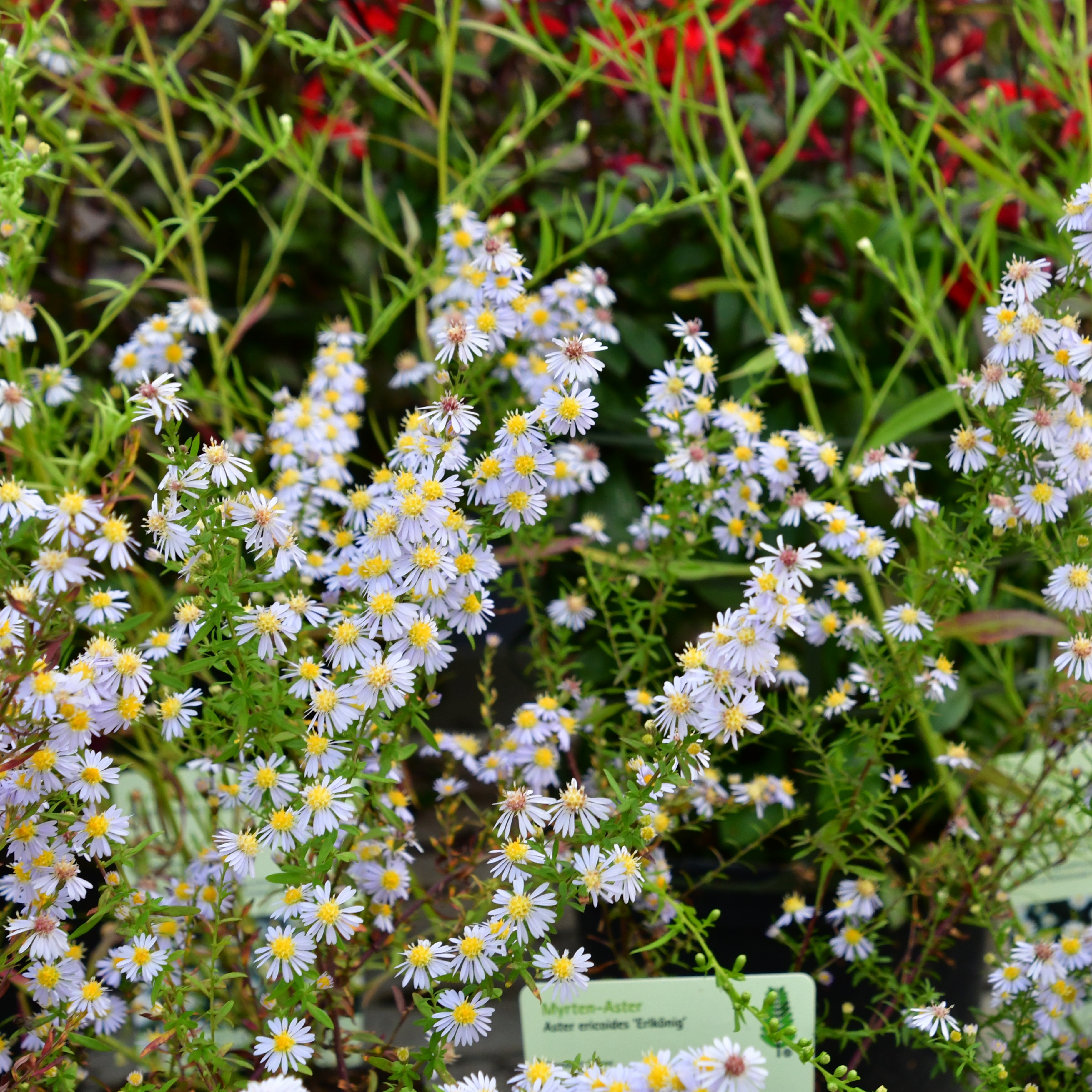 Aster ericoides 'Erlkönig' 1L