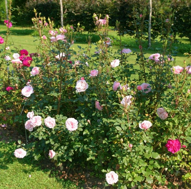 Antique Rose (Scarman)