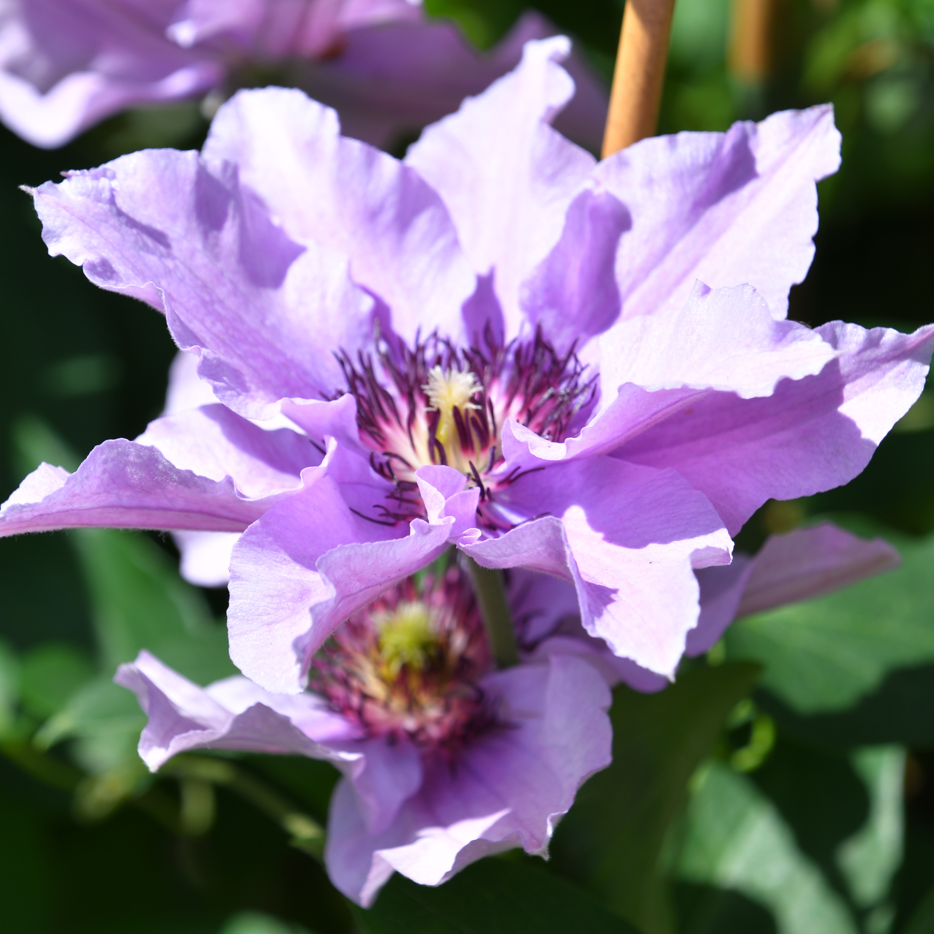 Clematis hybride Königskind Rosa