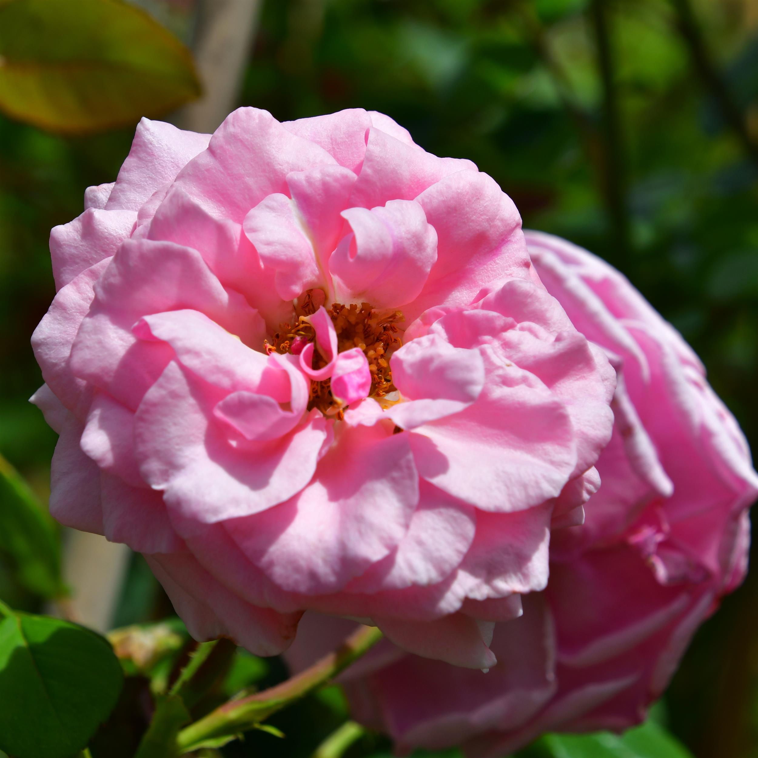 Pink Dream